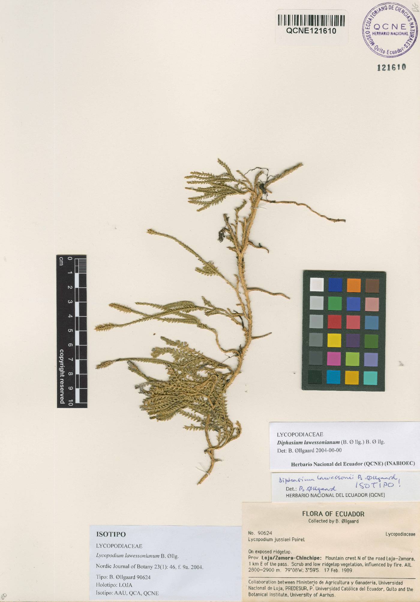 Lycopodium image