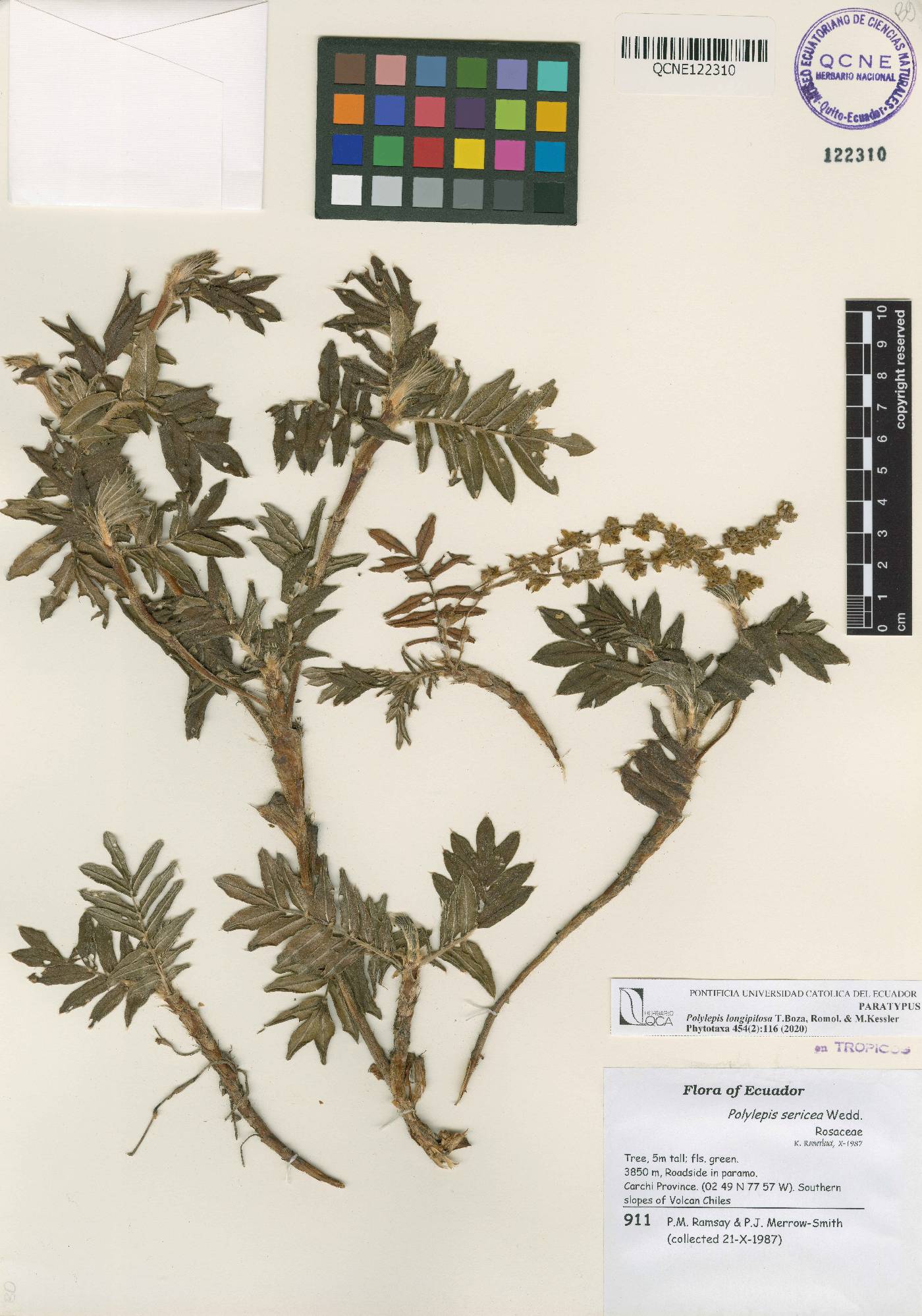 Polylepis longipilosa image