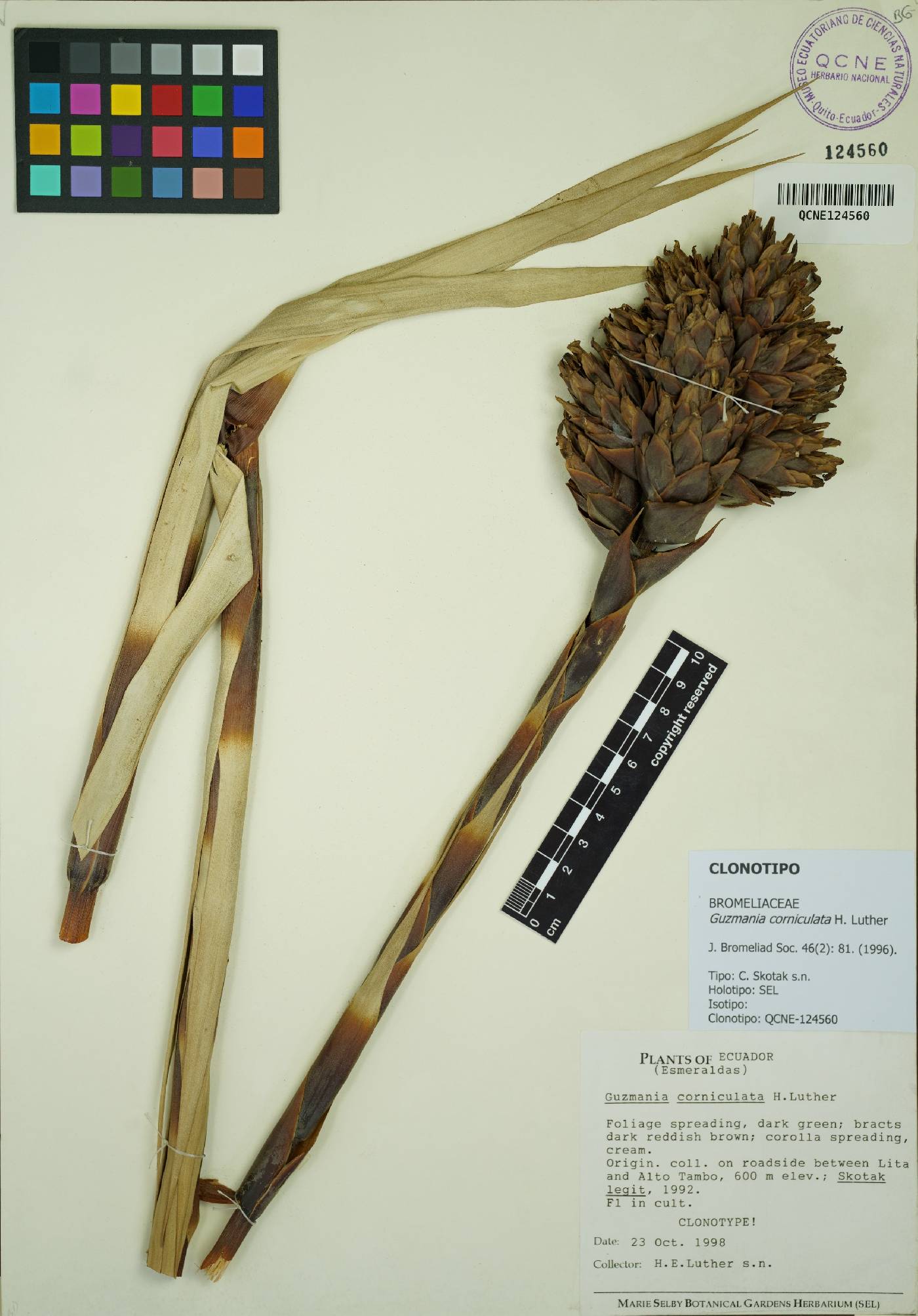 Guzmania corniculata image