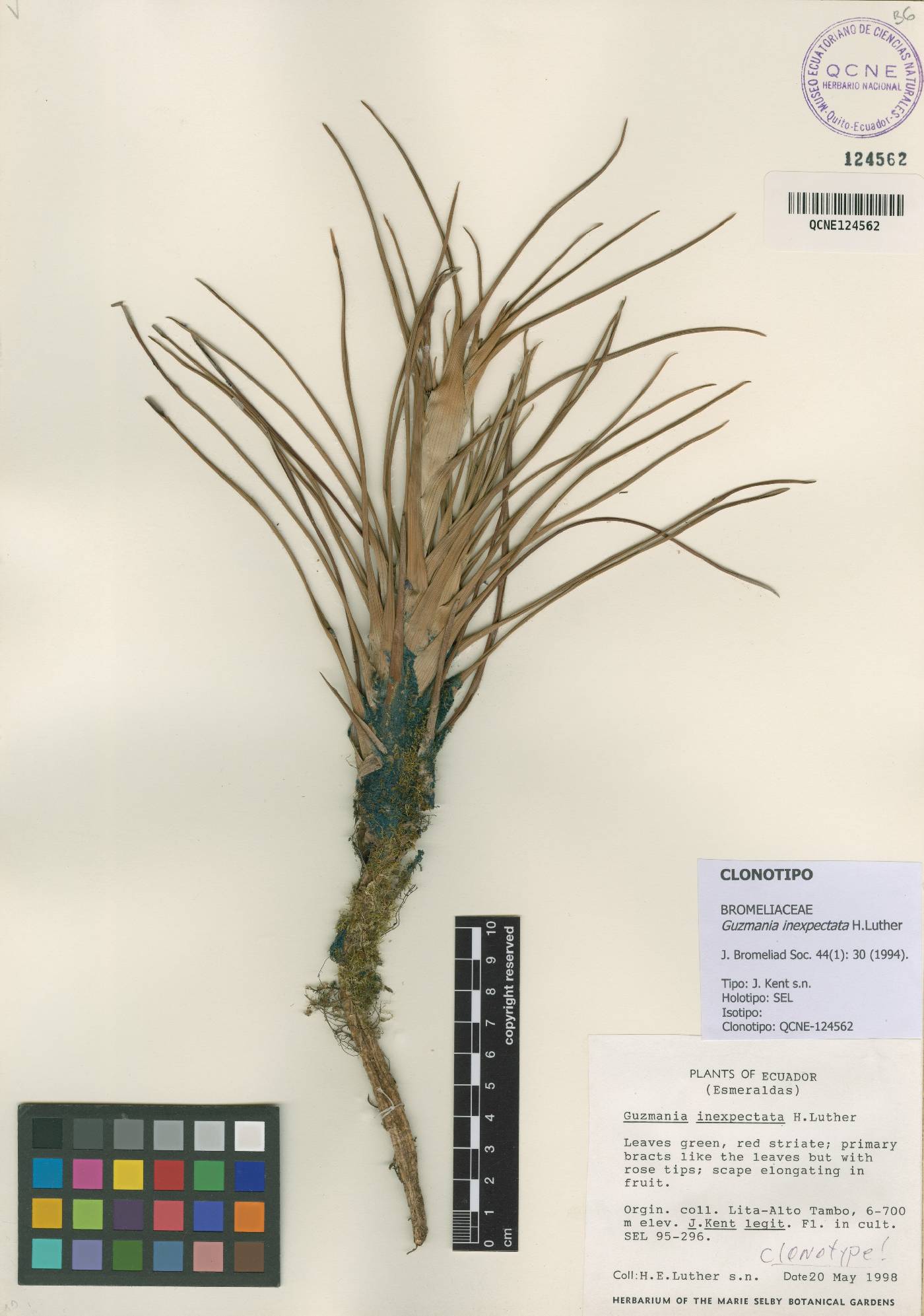 Guzmania inexpectata image