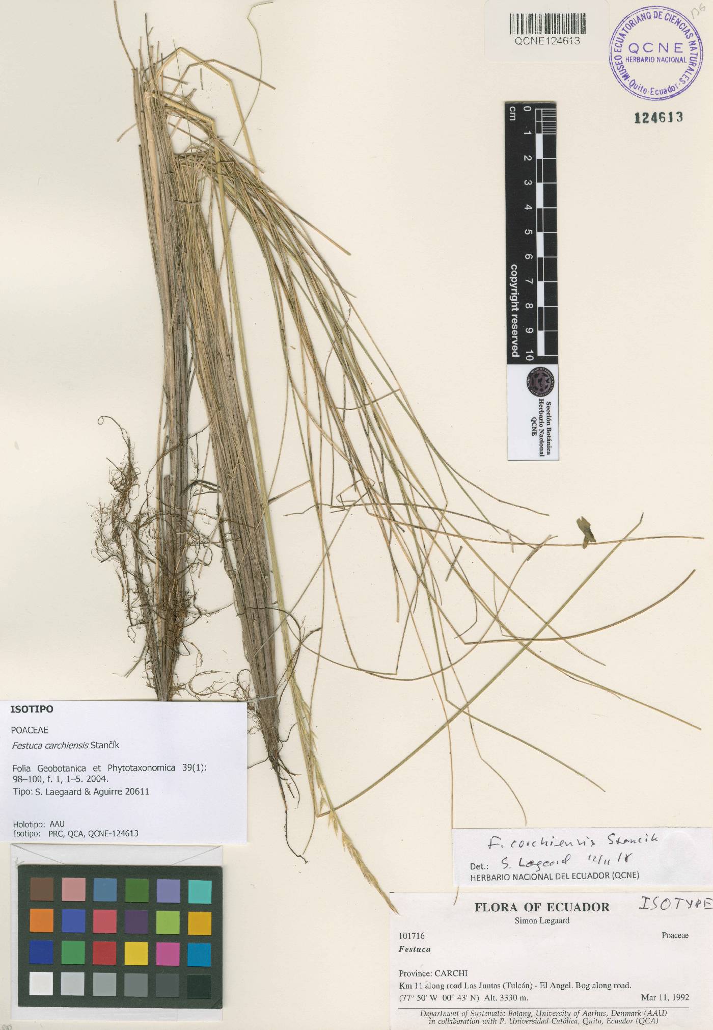 Festuca carchiensis image