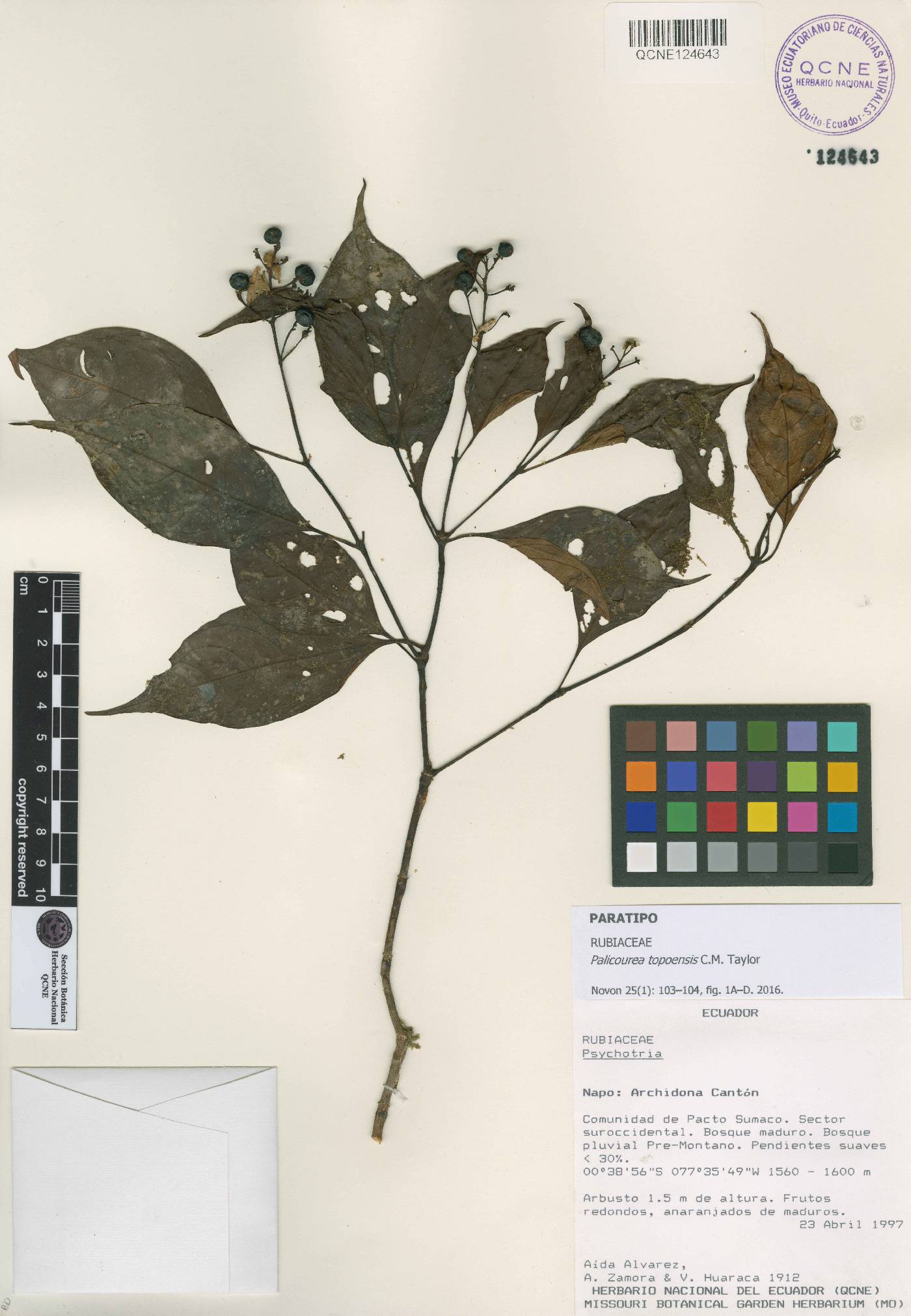 Palicourea topoensis image