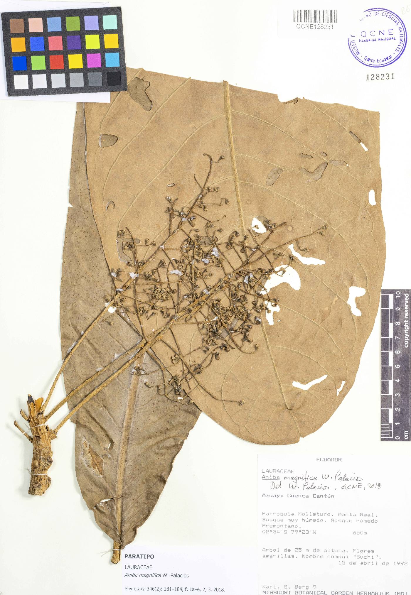 Aniba magnifica image