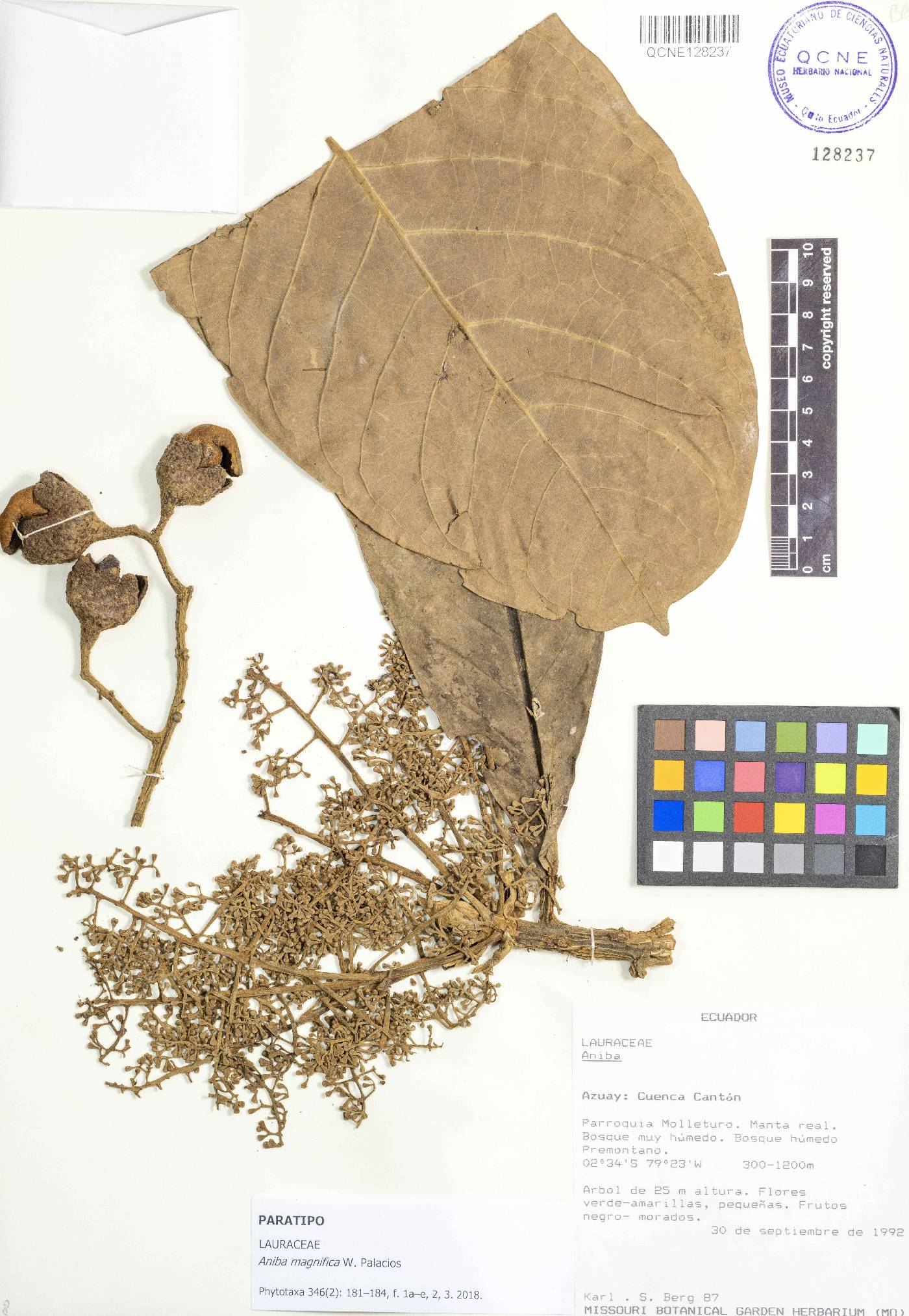 Aniba magnifica image