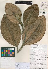 Magnolia mindoensis image