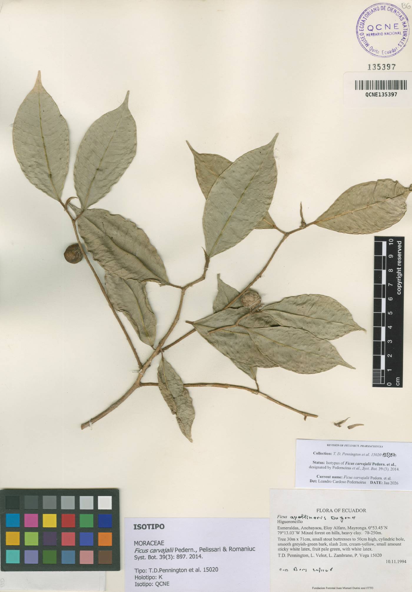 Ficus carvajalii image