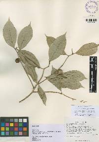 Image of Ficus carvajalii