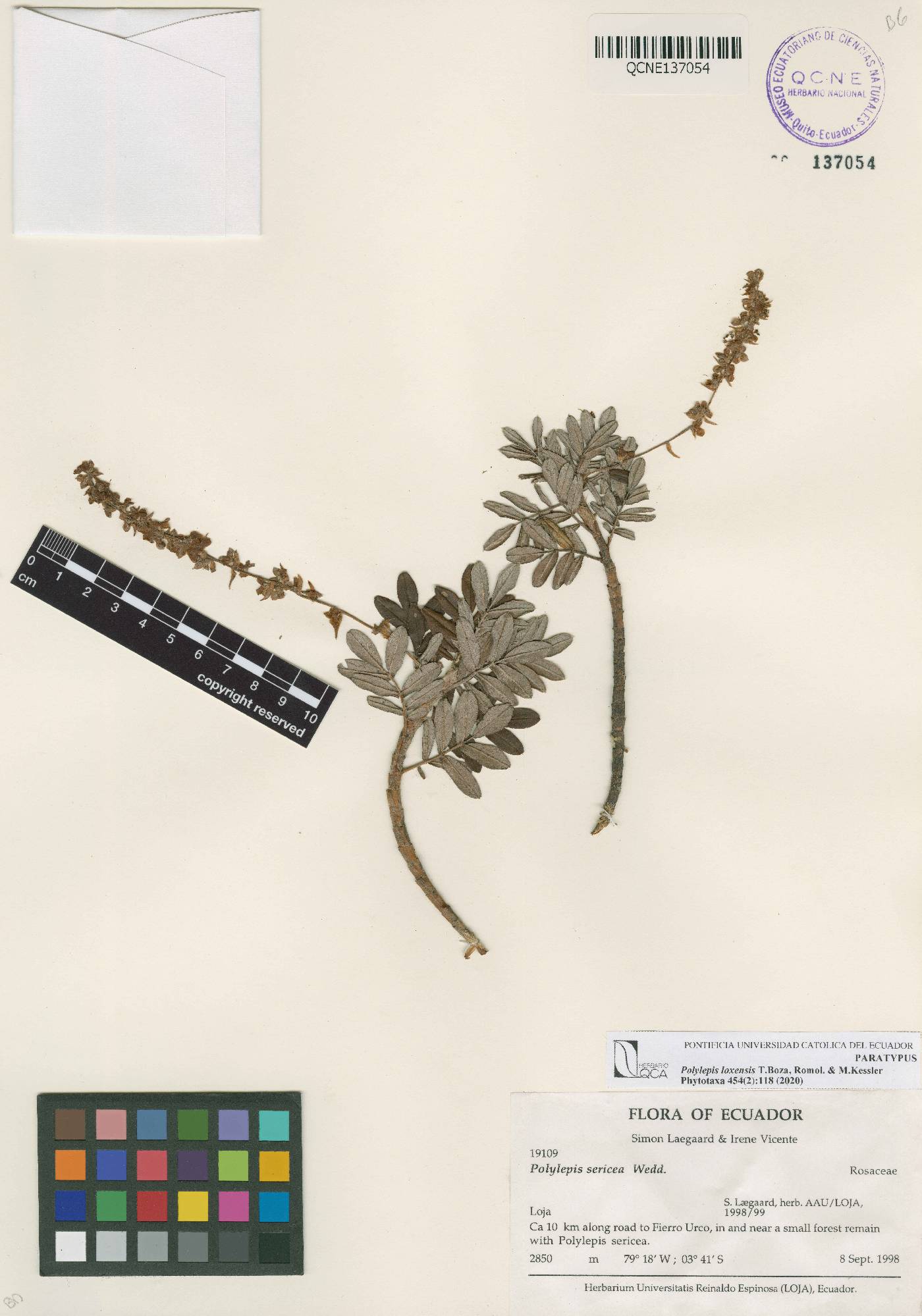 Polylepis loxensis image