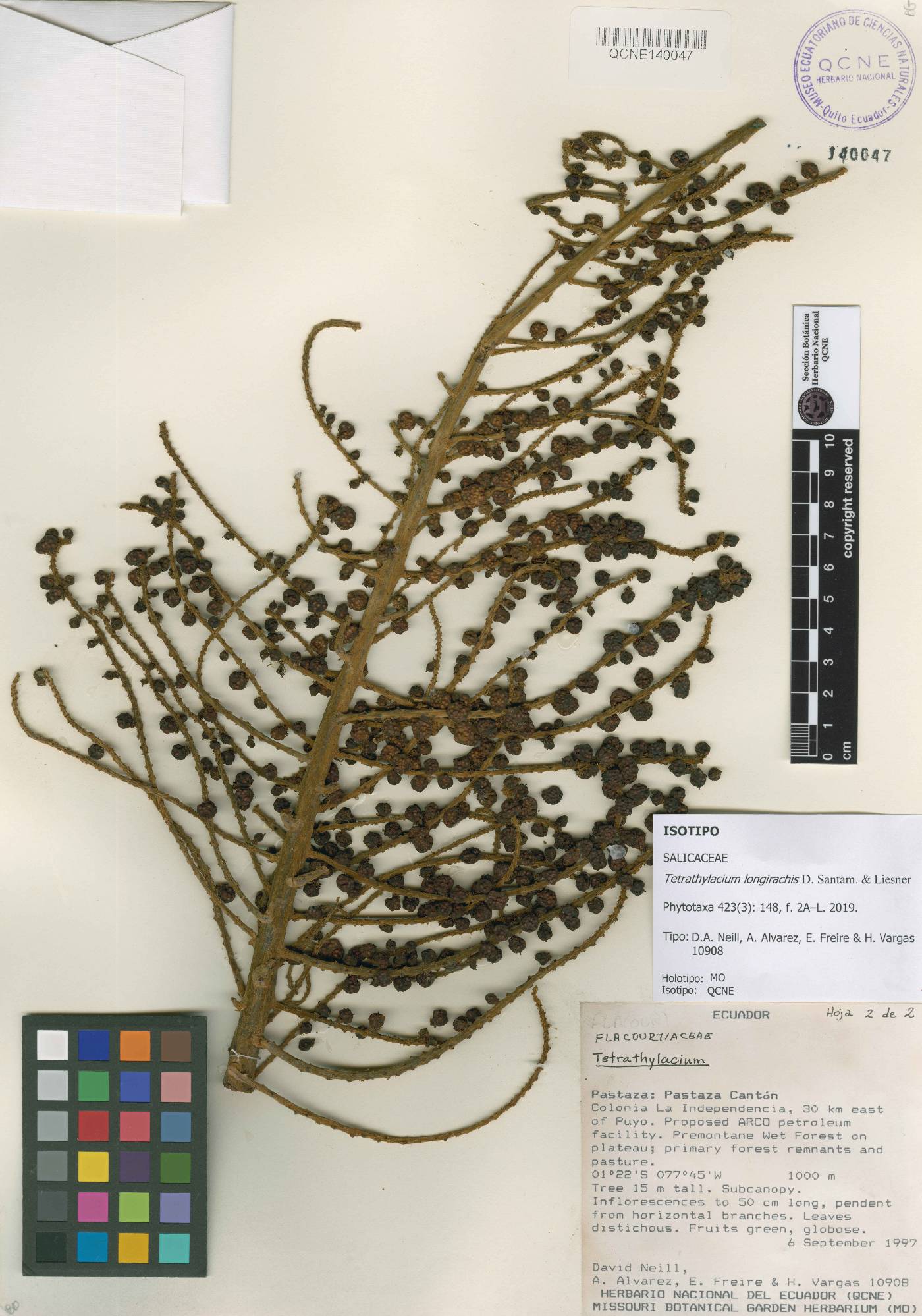 Tetrathylacium longirachis image