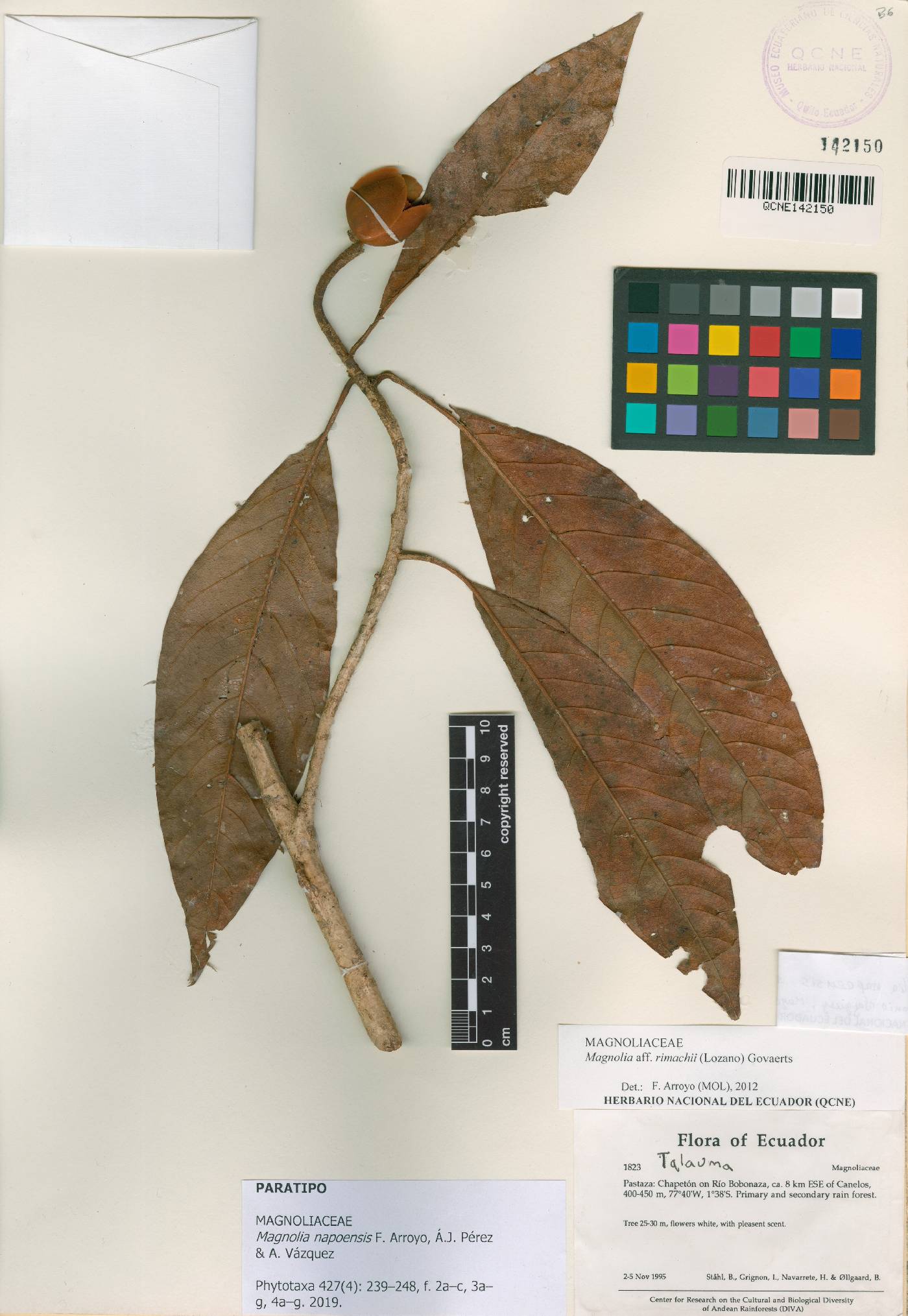 Magnolia napoensis image