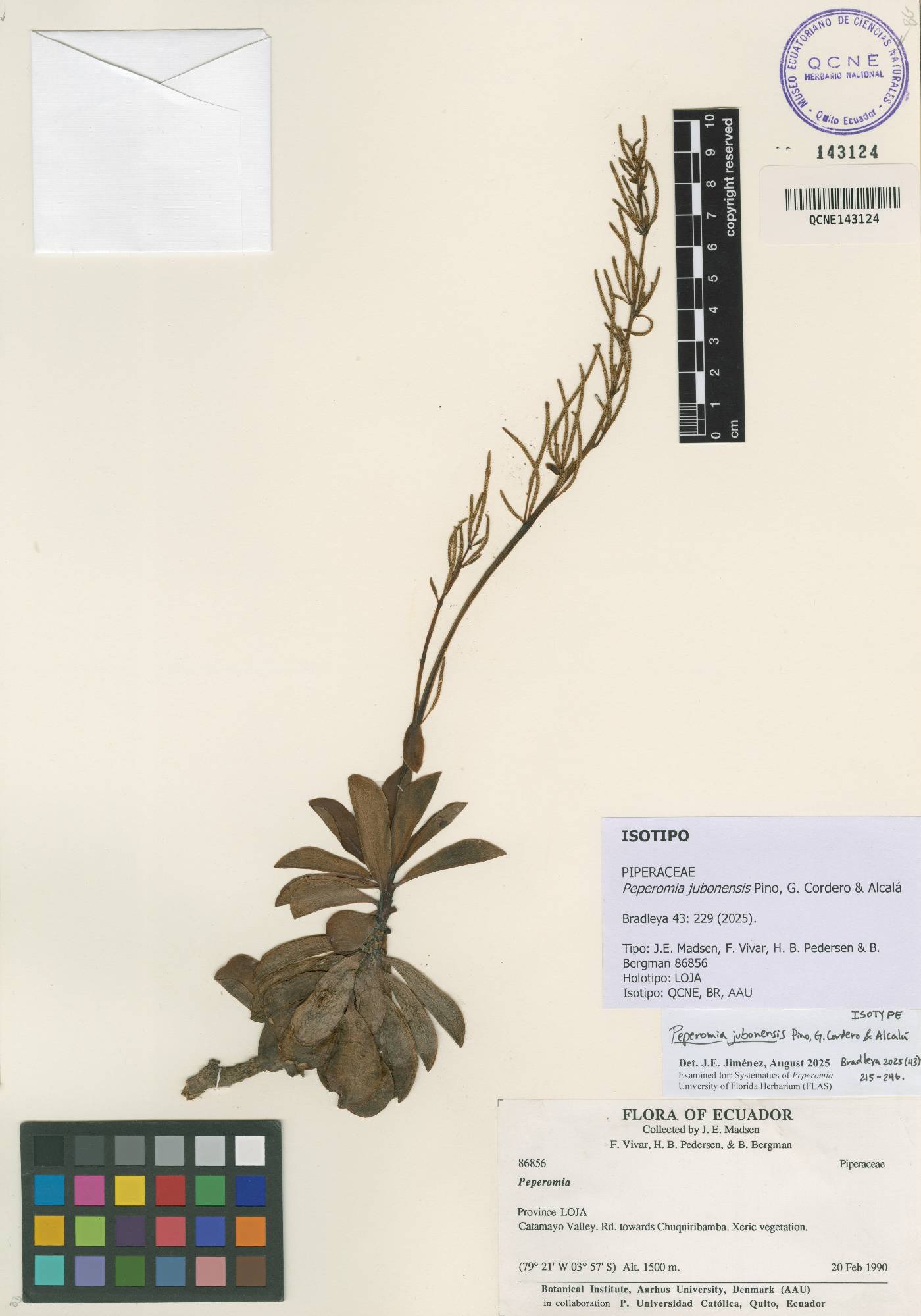 Peperomia jubonensis image