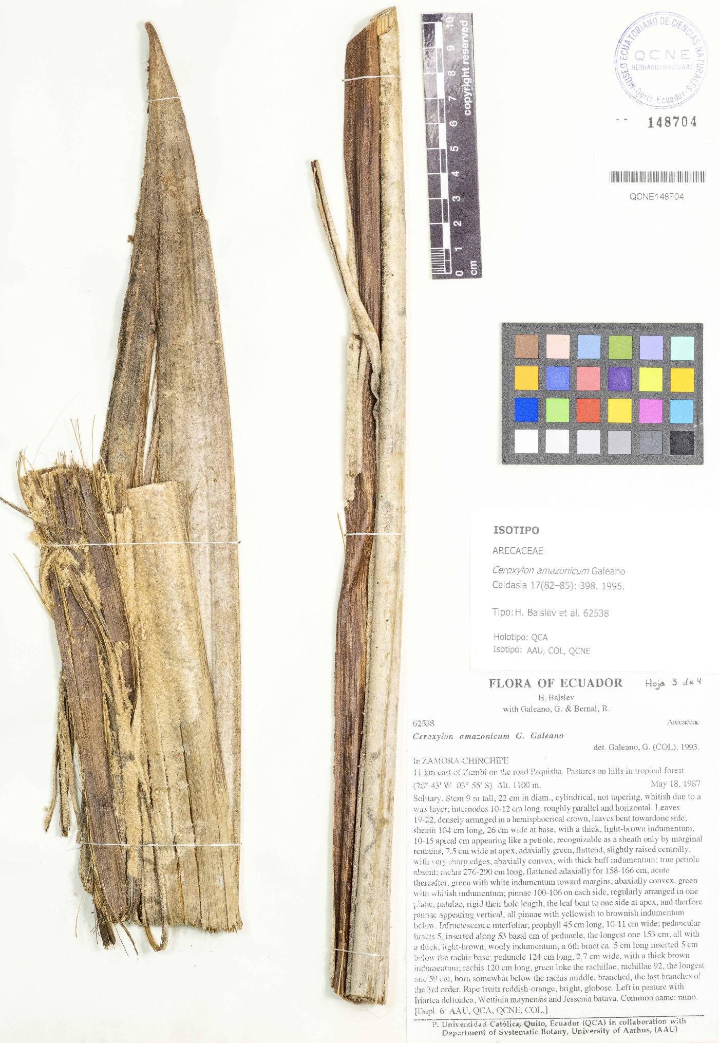 Ceroxylon amazonicum image