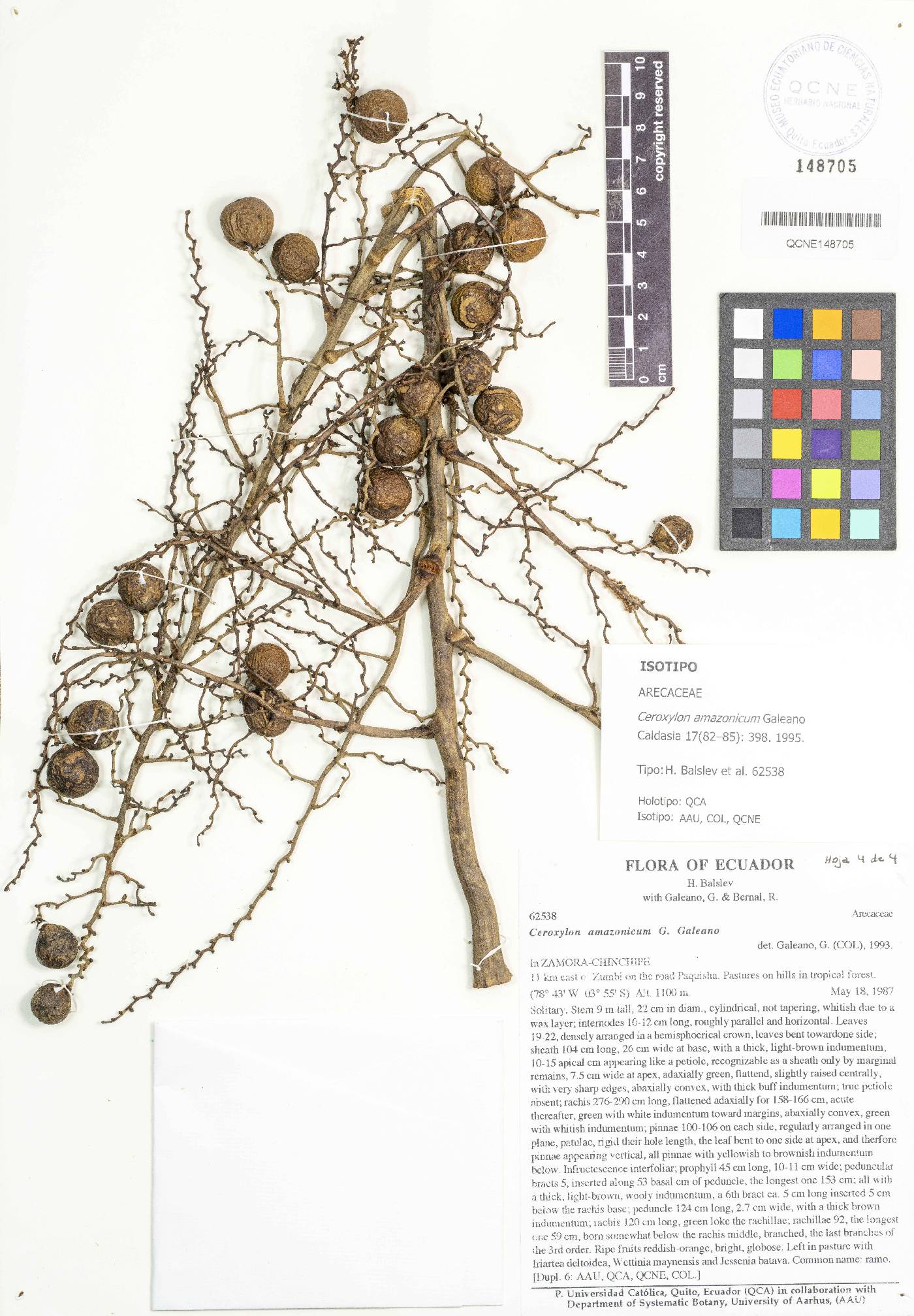 Ceroxylon amazonicum image