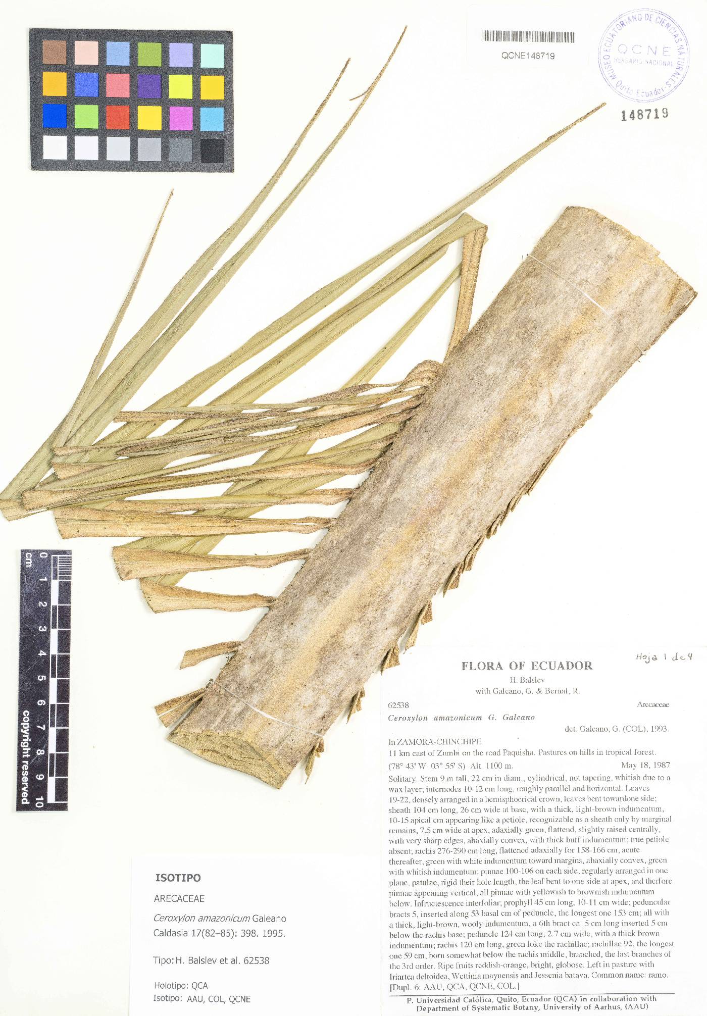 Ceroxylon amazonicum image