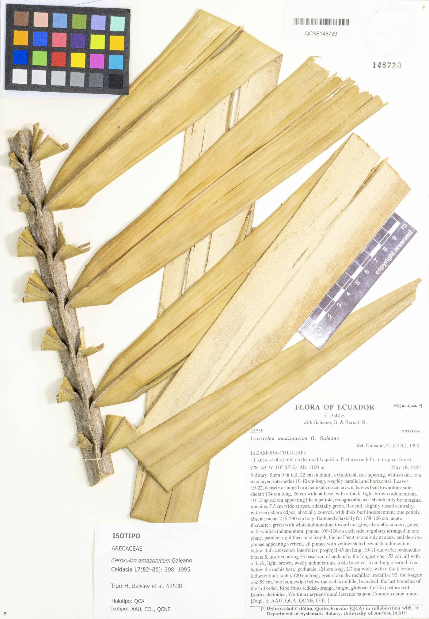 Ceroxylon amazonicum image