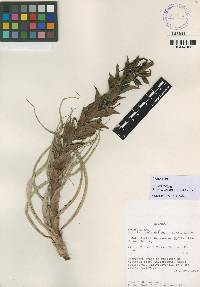 Image of Pepinia aphelandriflora