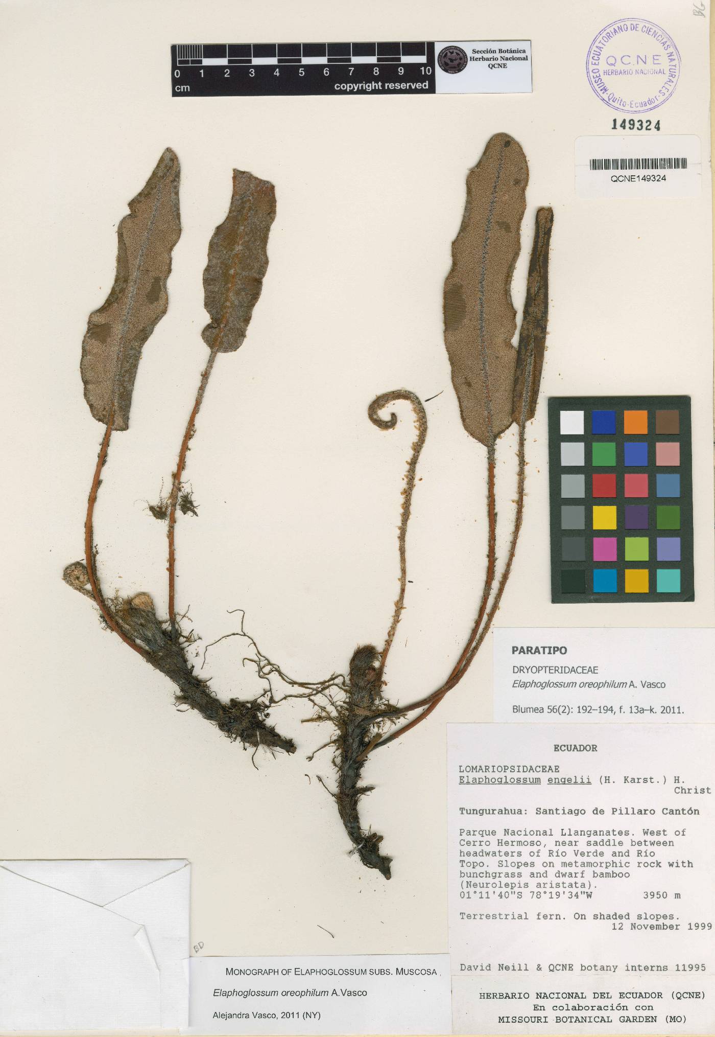 Elaphoglossum oreophilum image