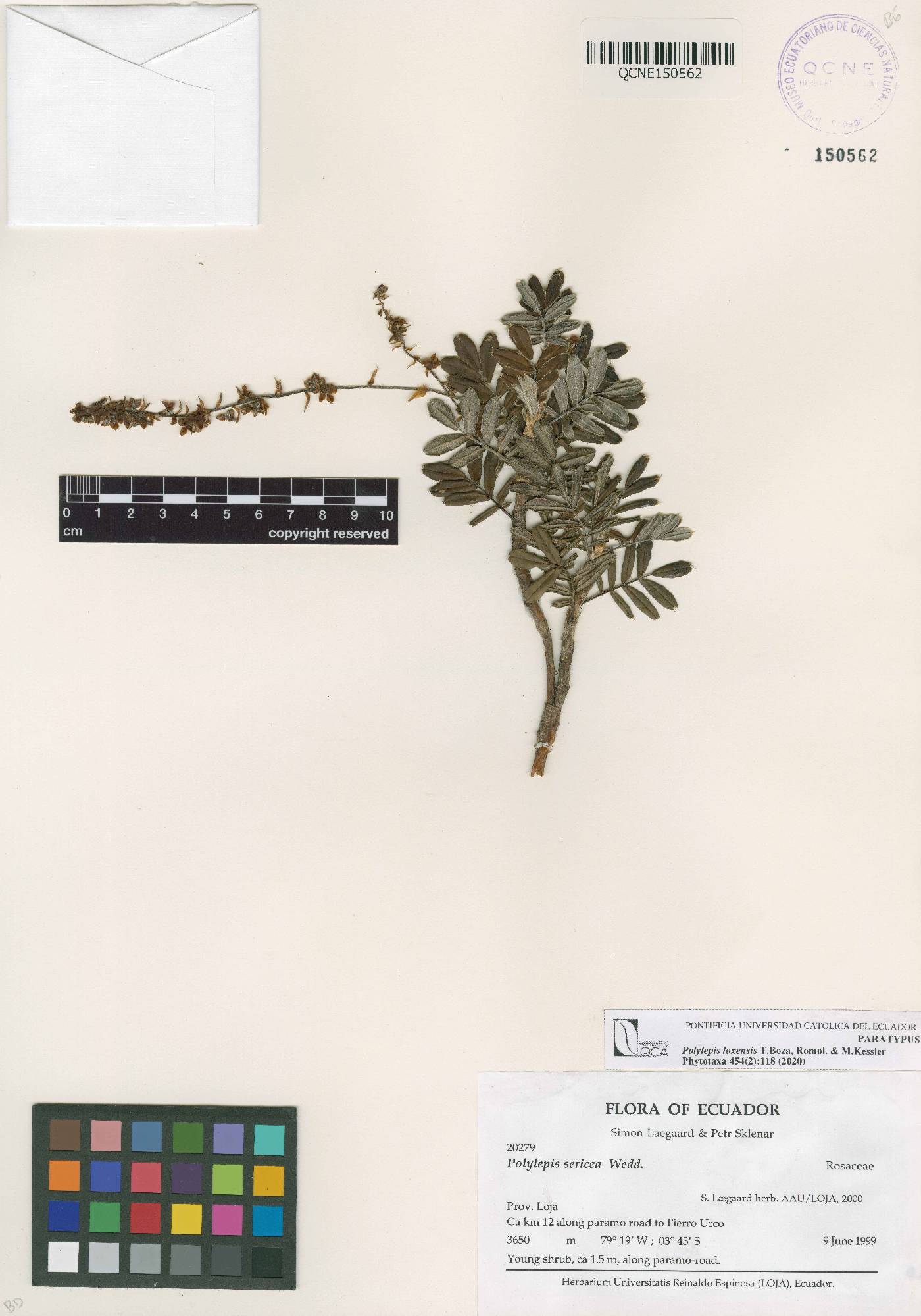 Polylepis loxensis image