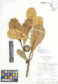 Pouteria condorensis image