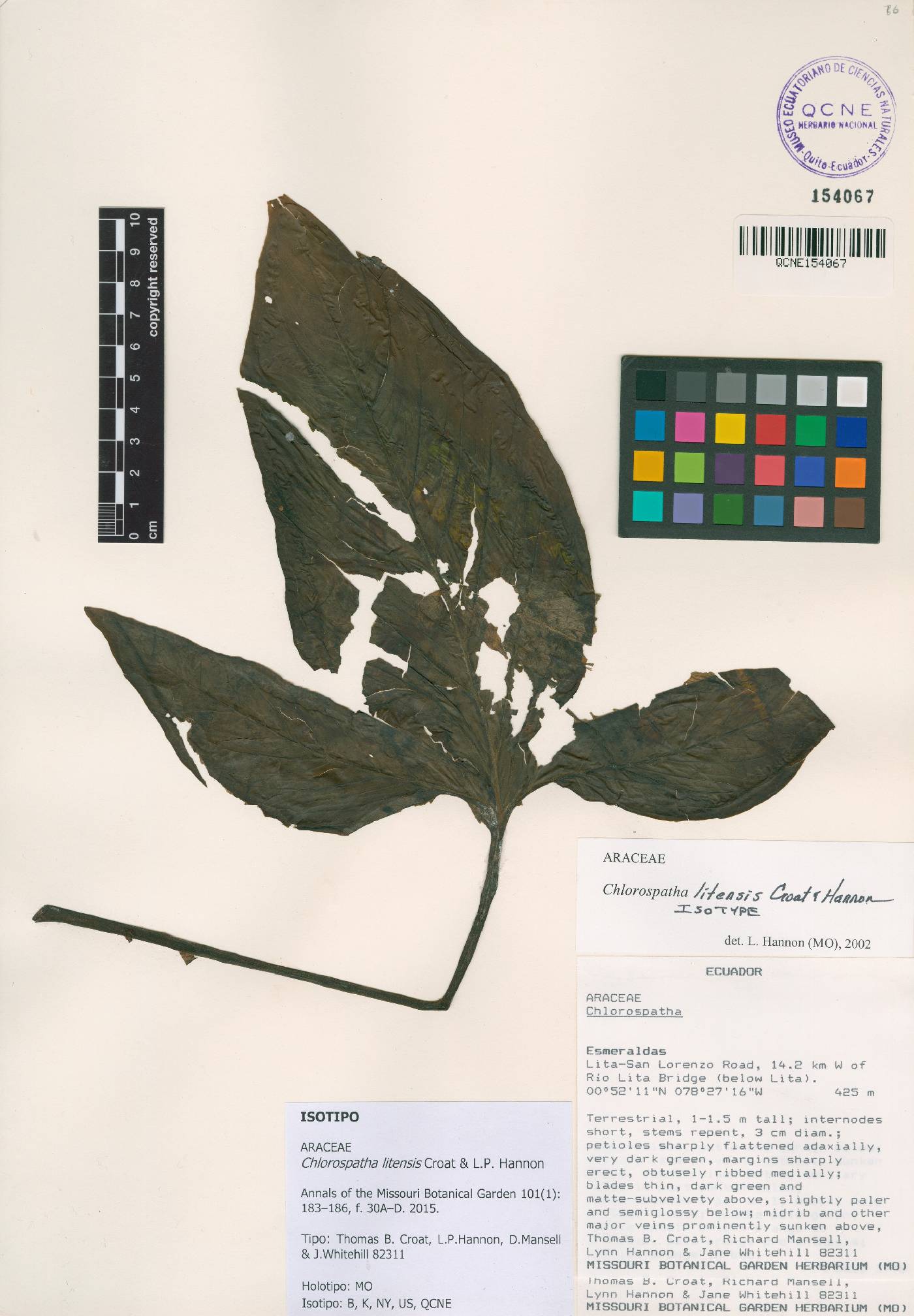 Chlorospatha litensis image