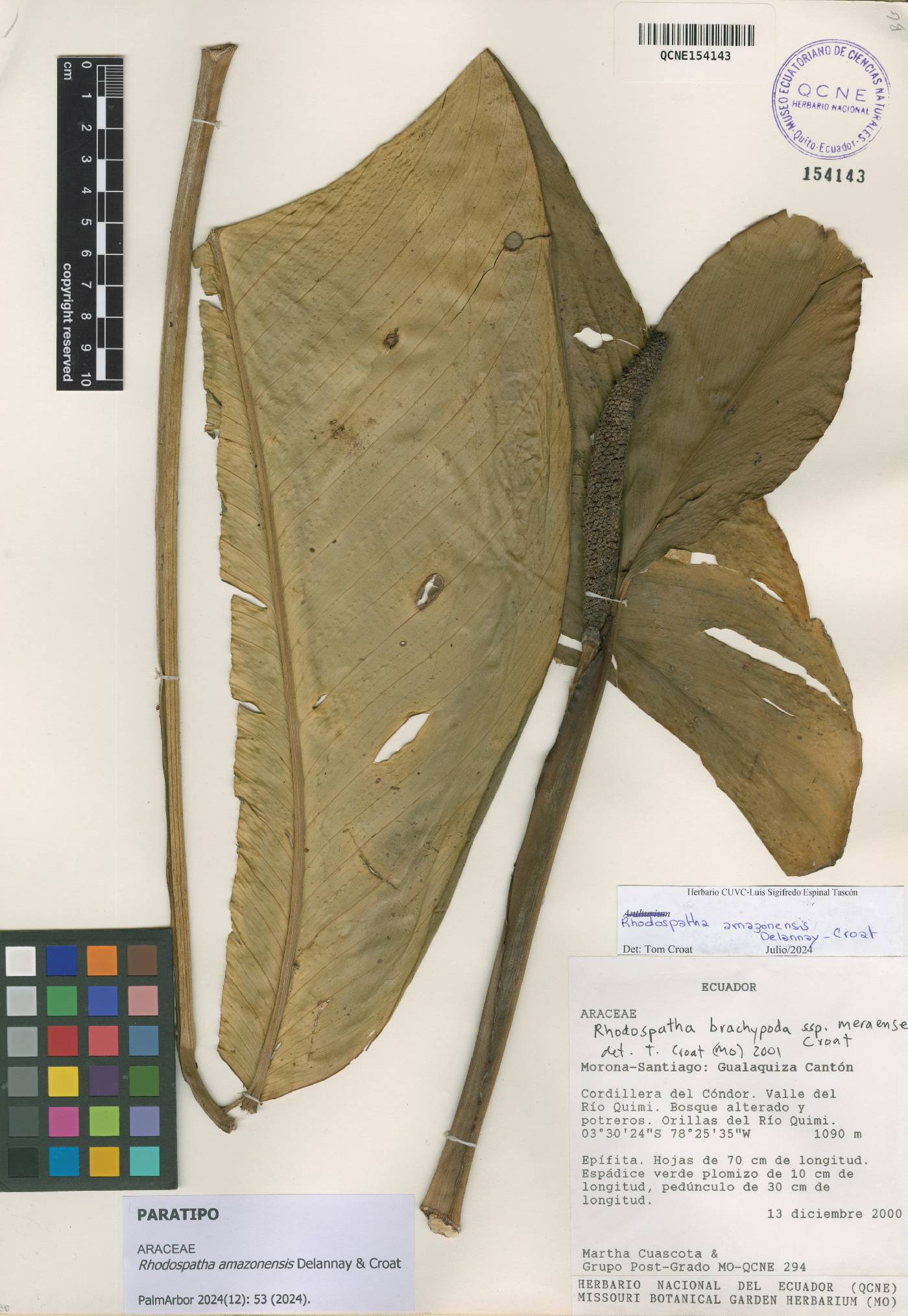 Rhodospatha brachypoda image