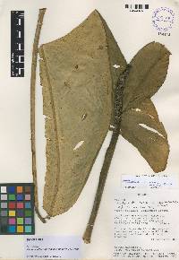 Rhodospatha brachypoda image