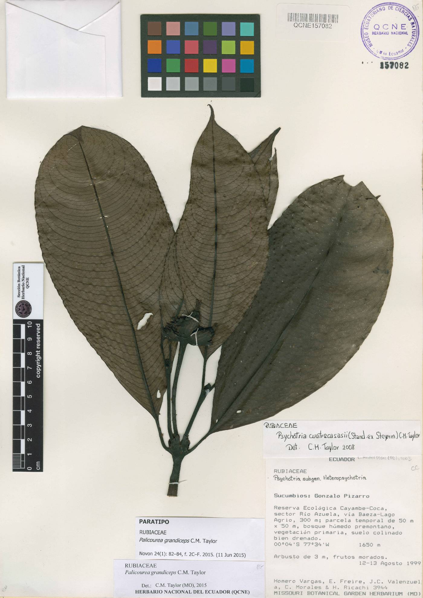 Palicourea grandiceps image