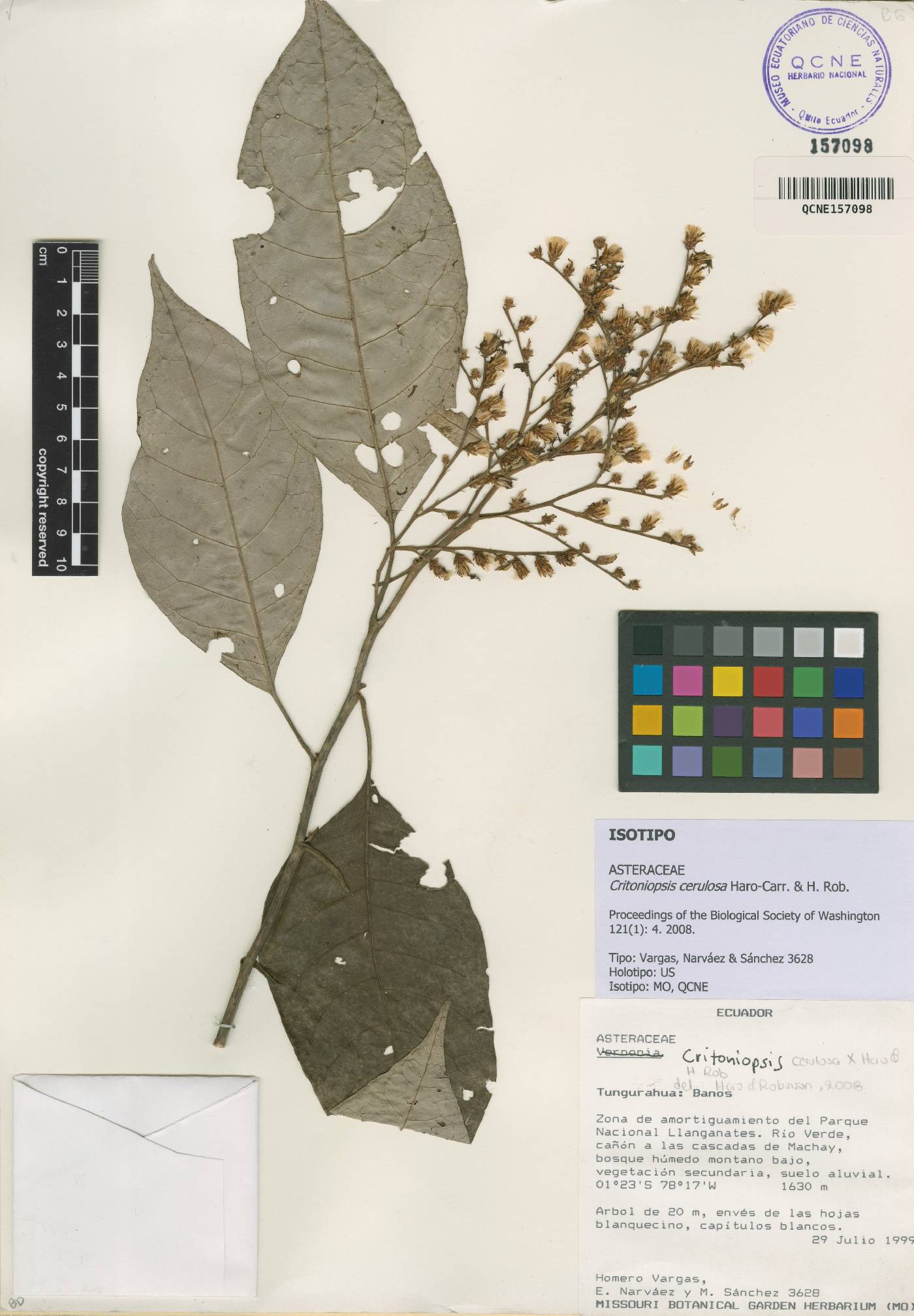 Critoniopsis cerulosa image