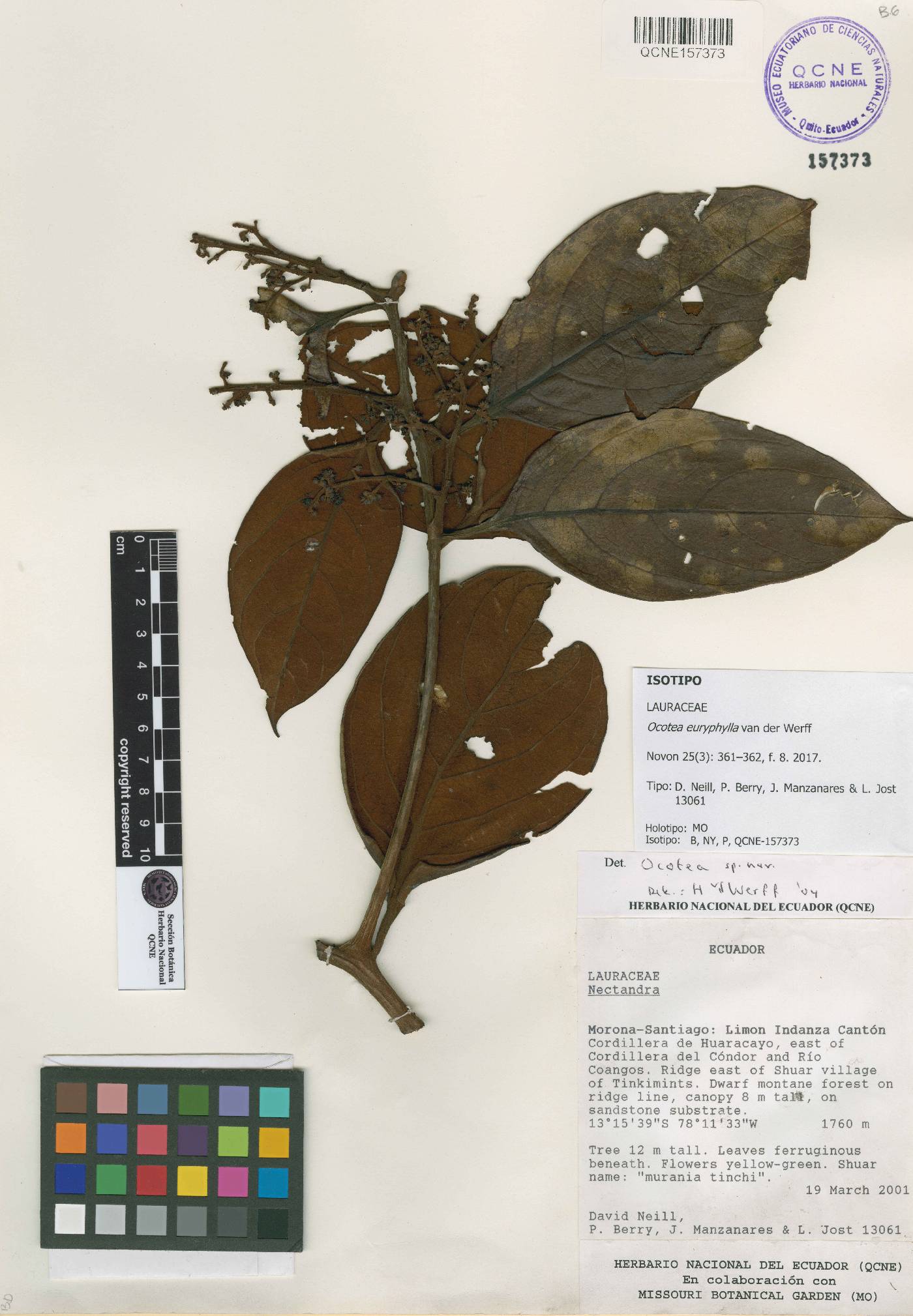 Ocotea euryphylla image