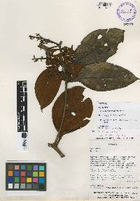 Ocotea euryphylla image