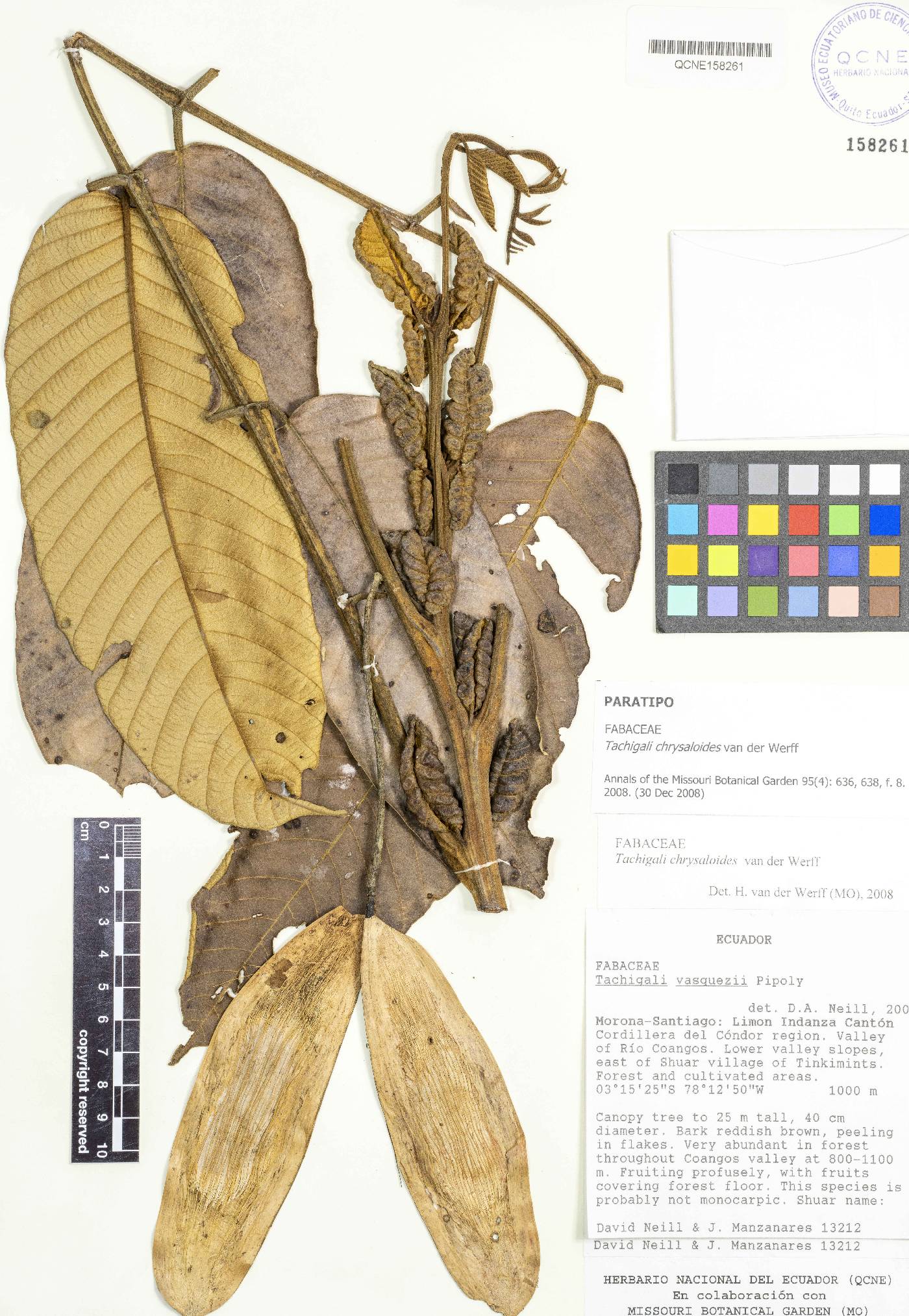Tachigali chrysaloides image