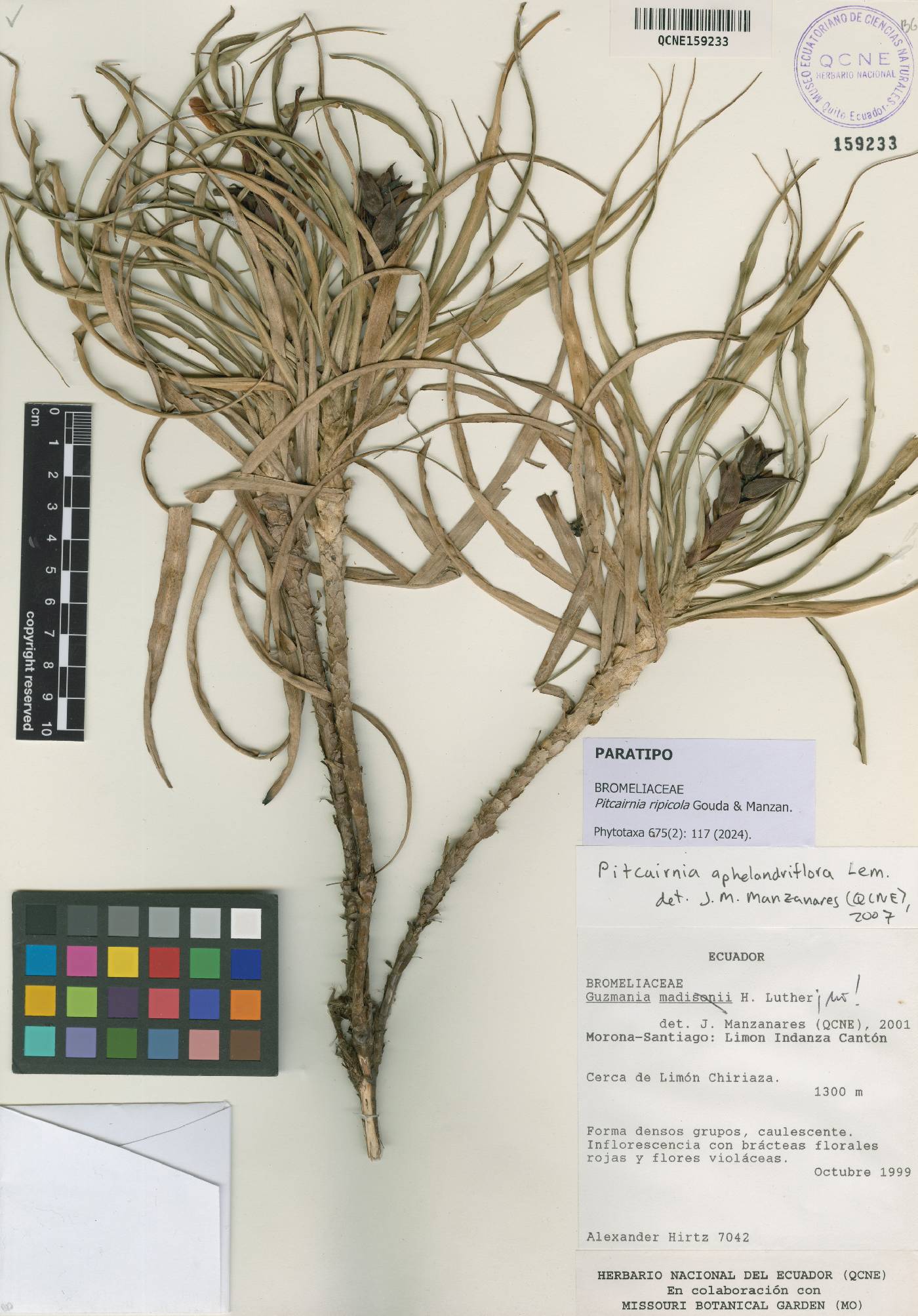 Pitcairnia aphelandriflora image