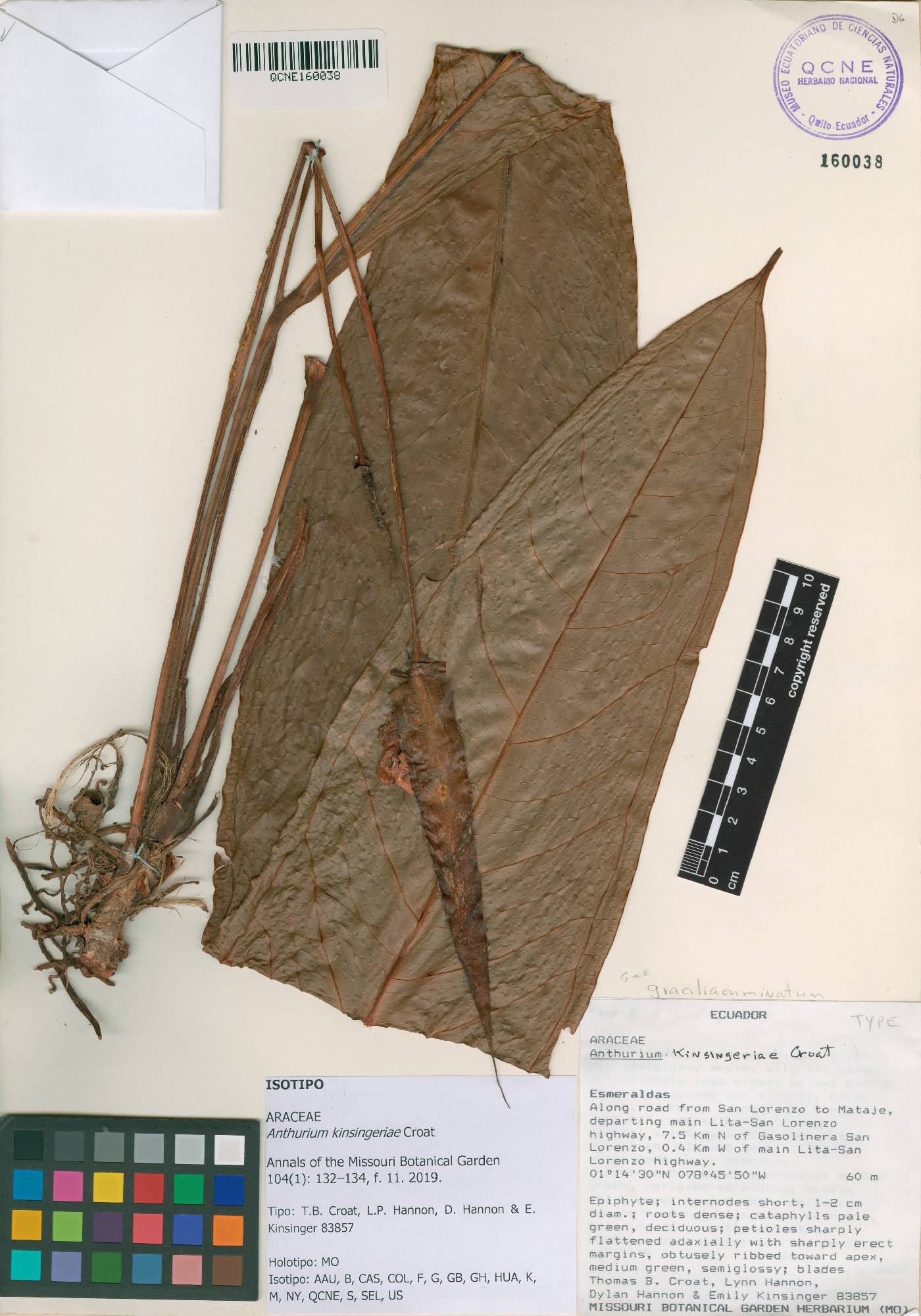 Anthurium kinsingeriae image