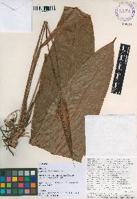 Anthurium kinsingeriae image