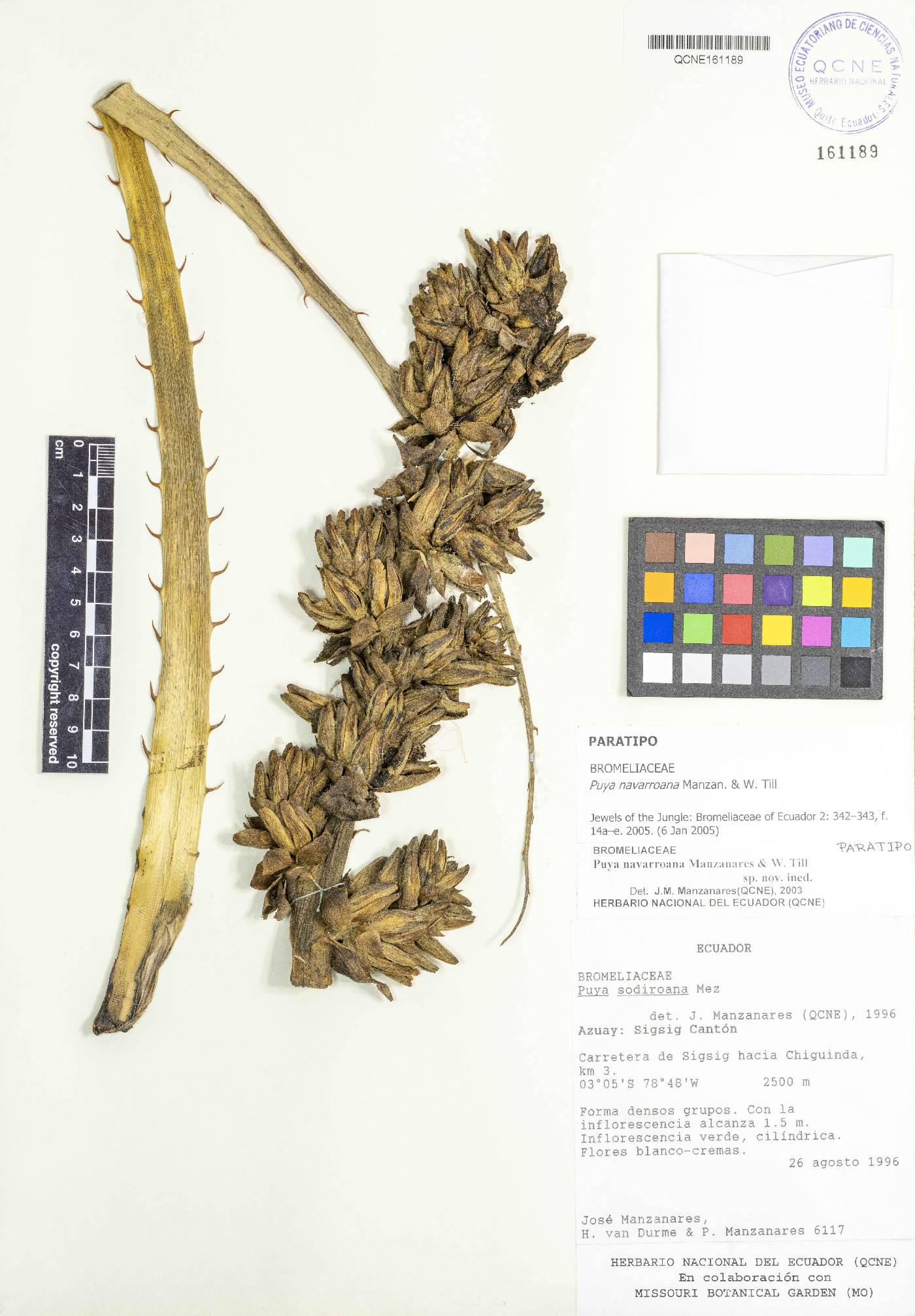 Puya navarroana image