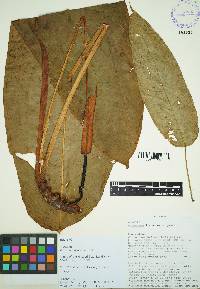 Anthurium hannoniae image