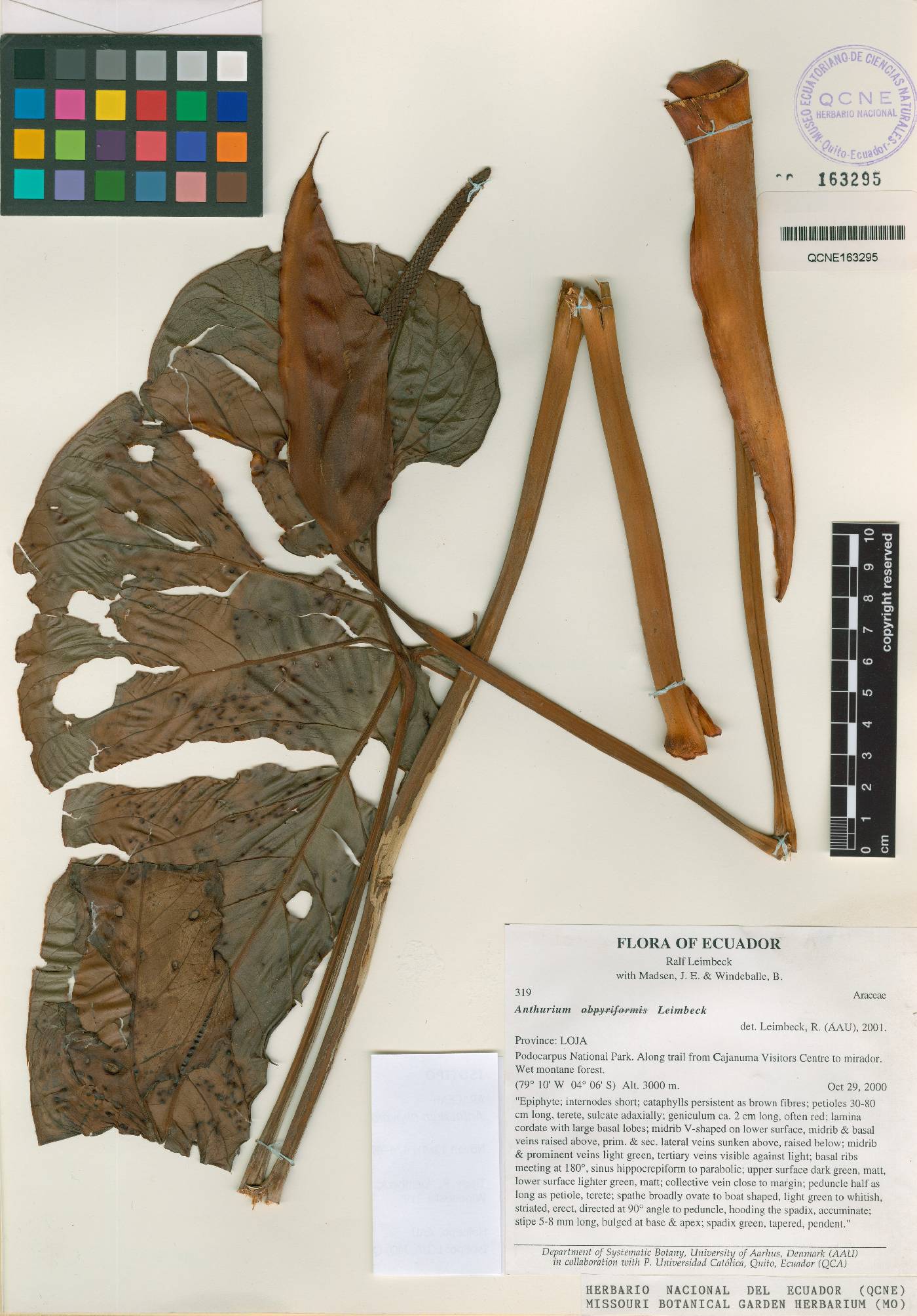 Anthurium obpyriforme image