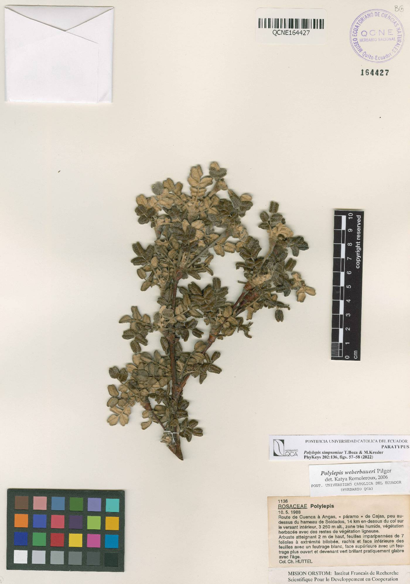 Polylepis simpsoniae image