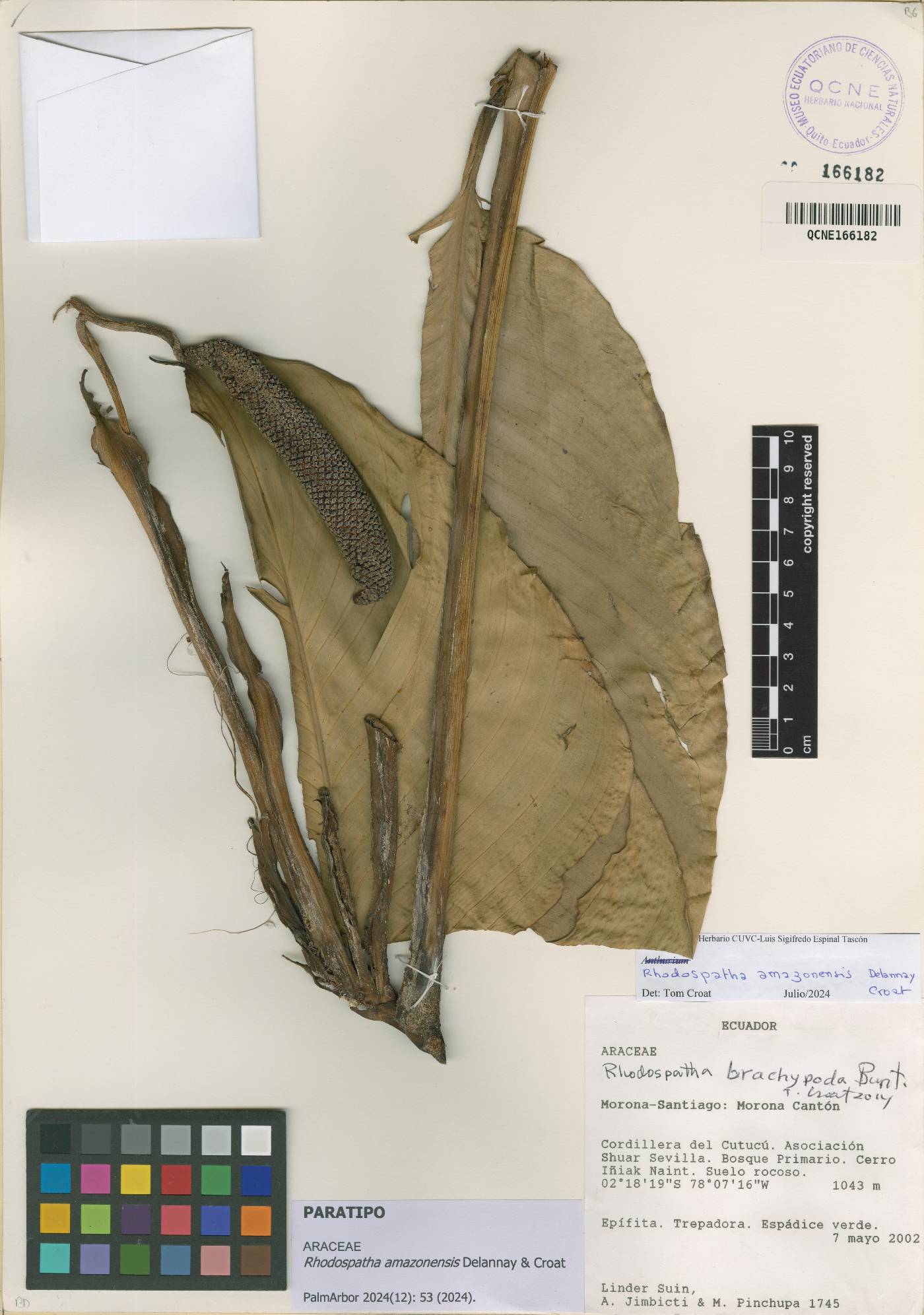 Rhodospatha amazonensis image