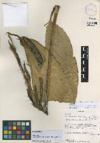 Rhodospatha brachypoda image