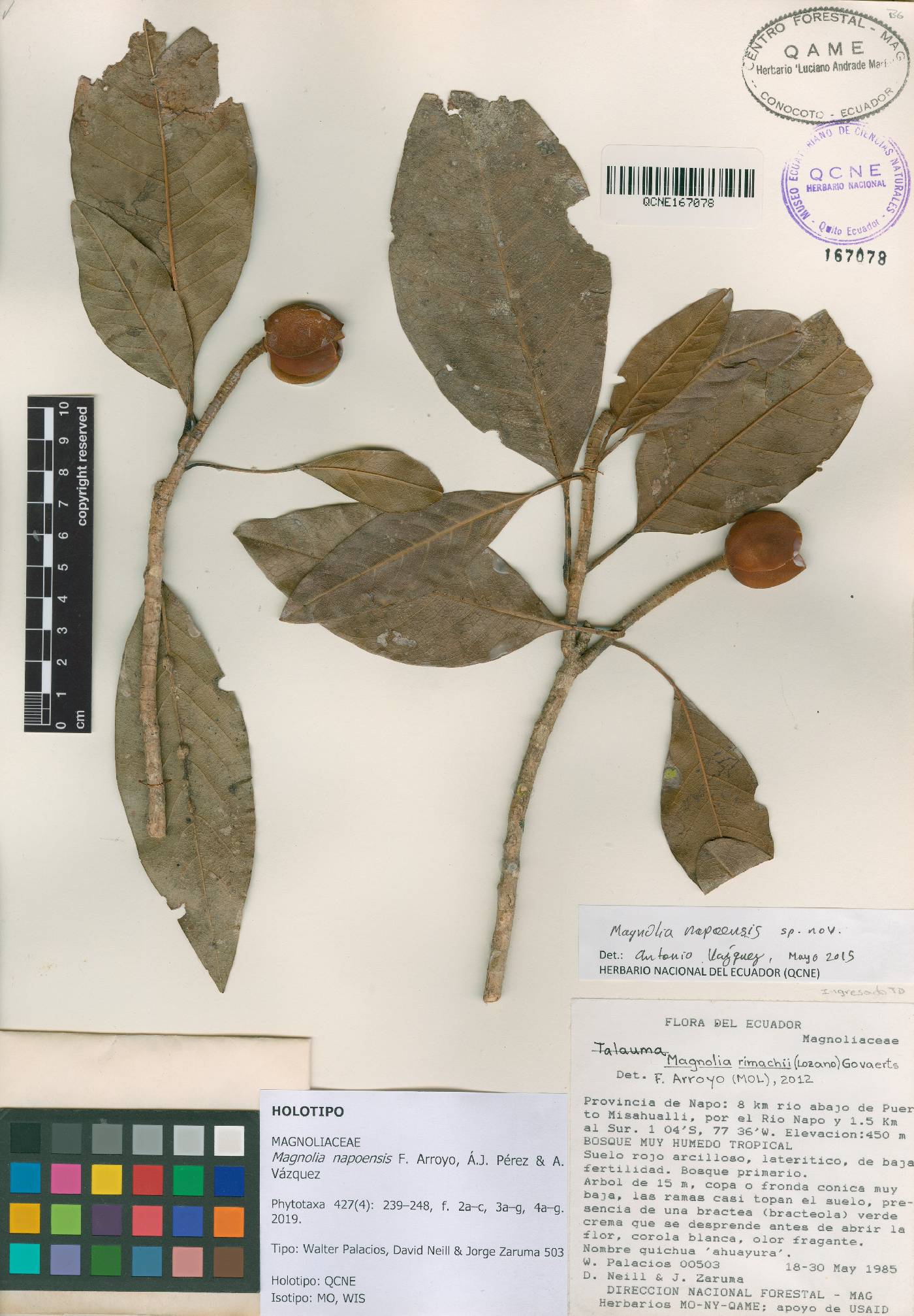 Magnolia napoensis image