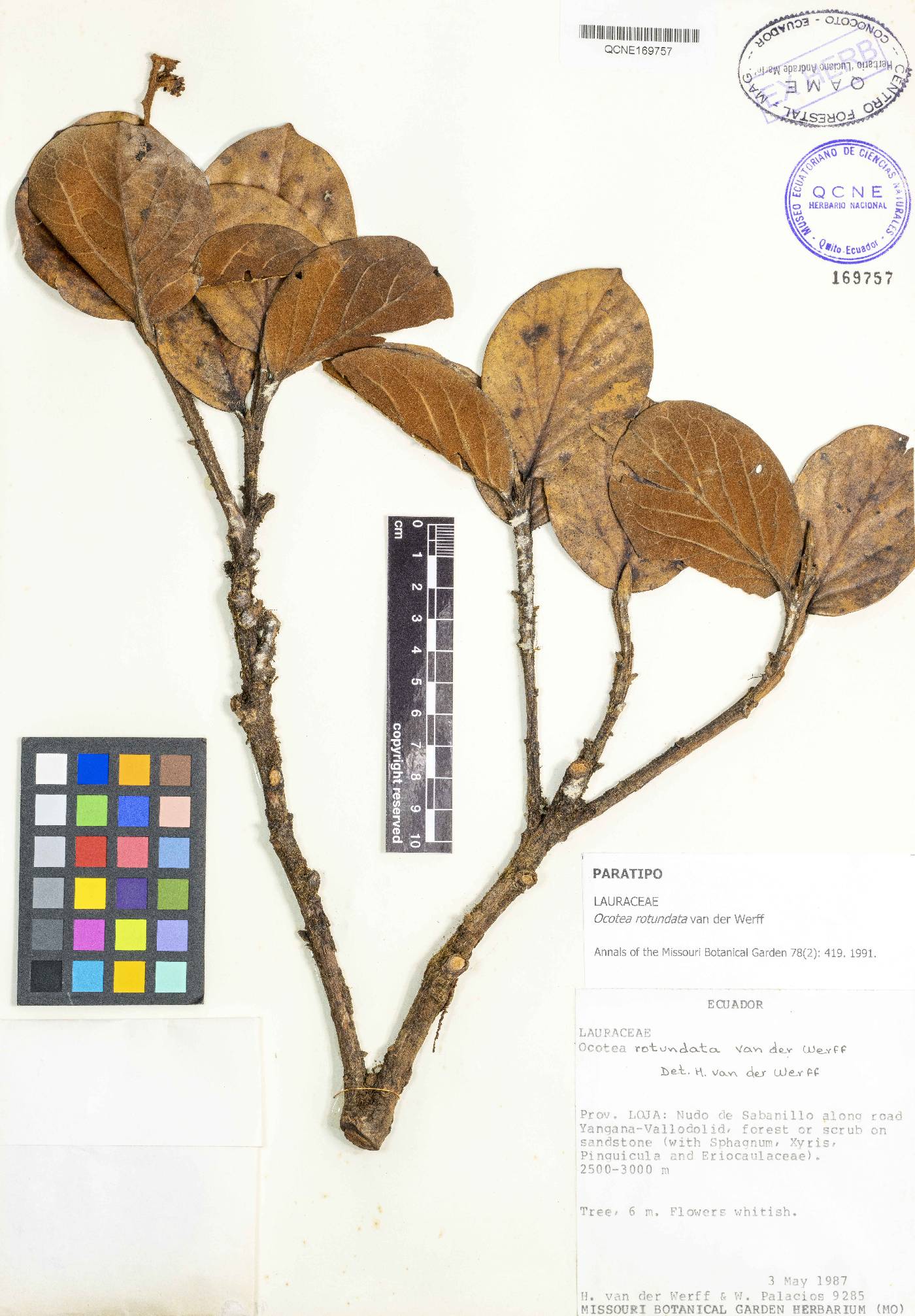 Ocotea rotundata image