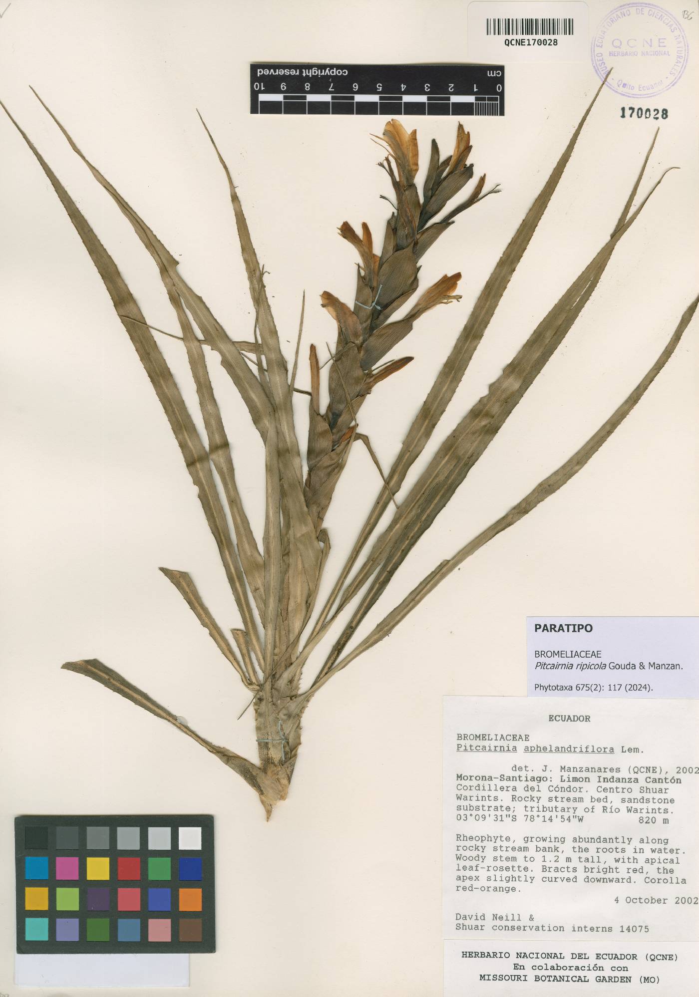 Pitcairnia ripicola image