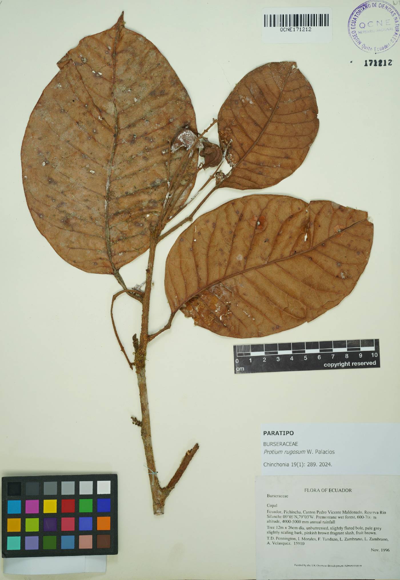 Protium rugosum image