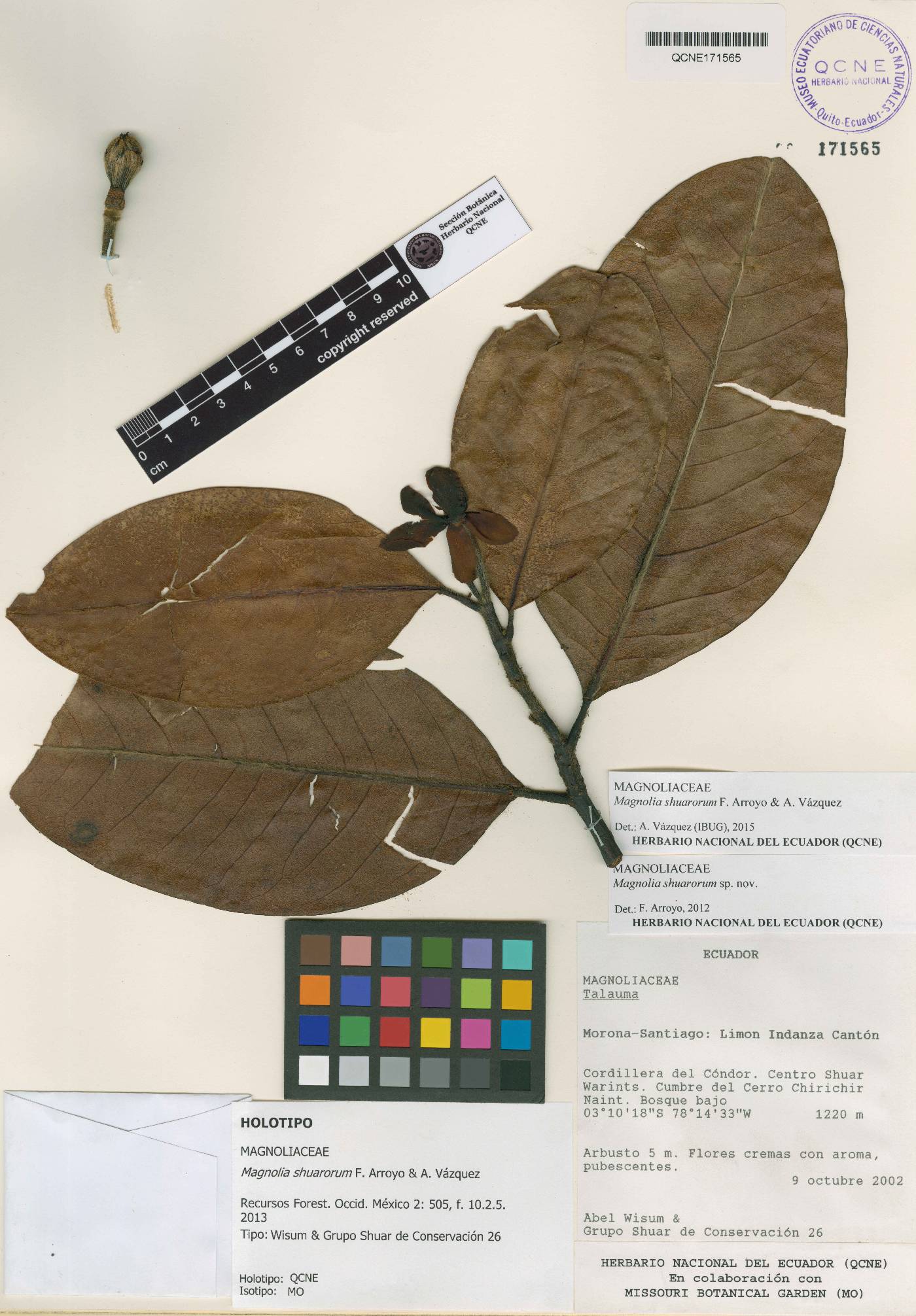 Magnolia shuariorum image