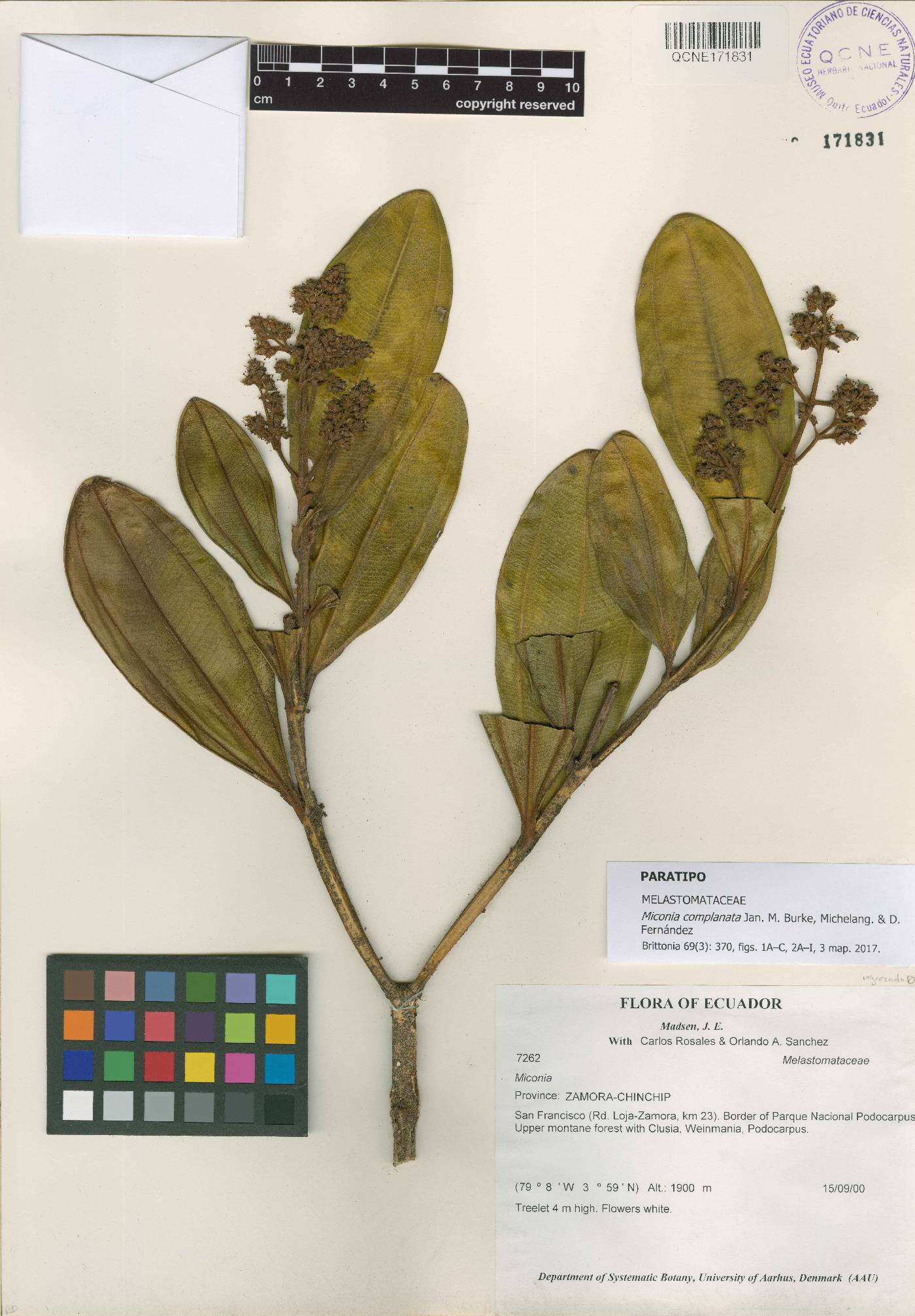 Miconia complanata image