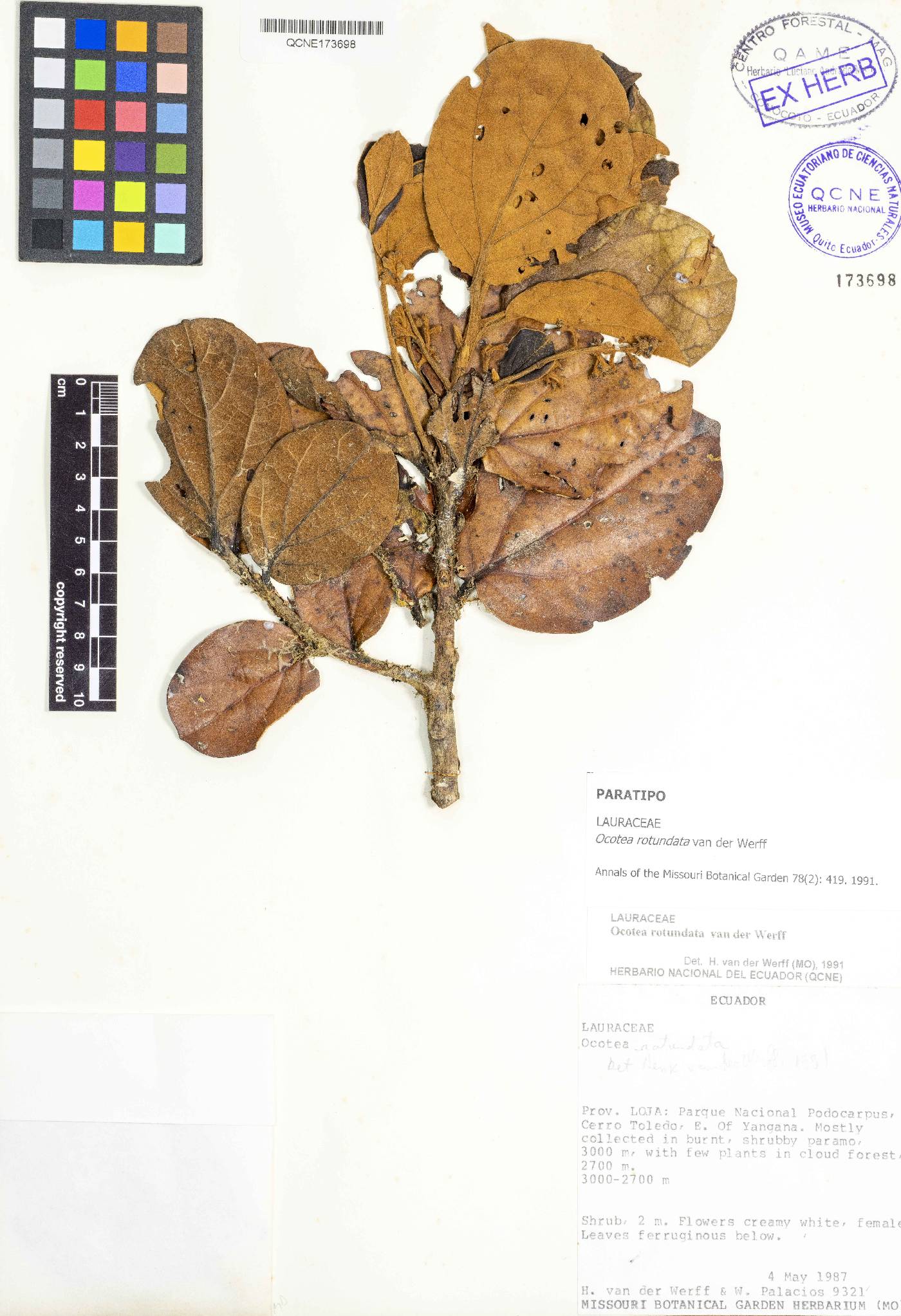 Ocotea rotundata image