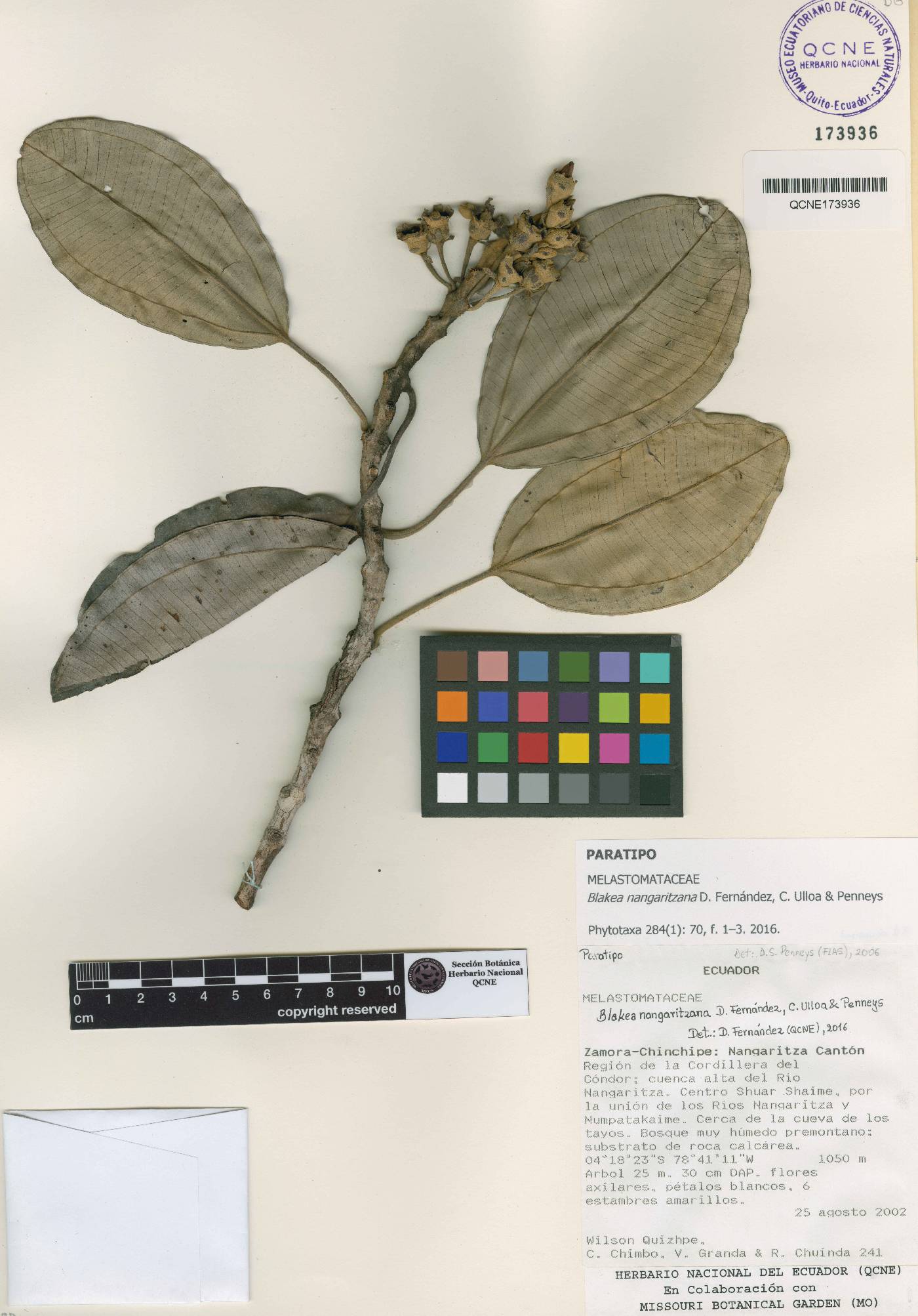 Blakea nangaritzana image