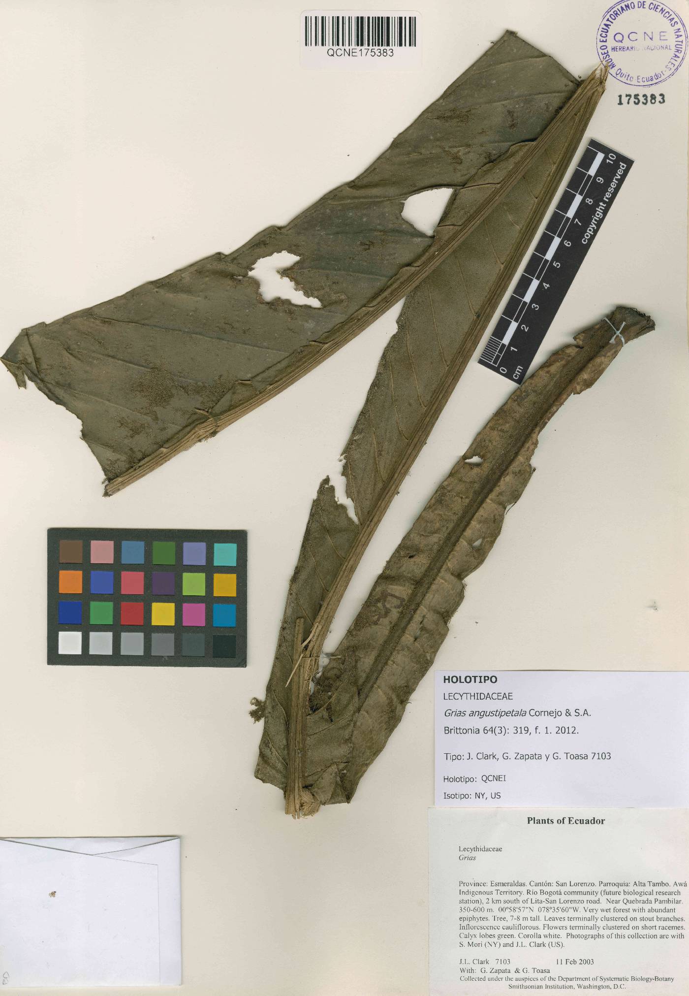 Grias angustipetala image