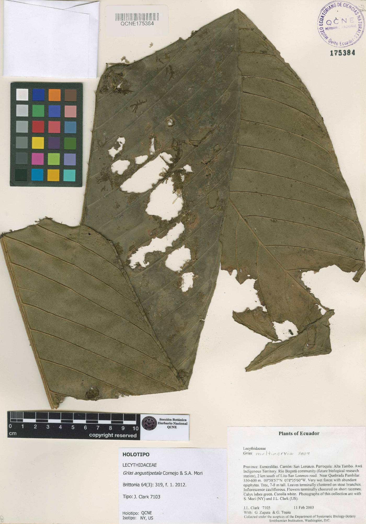 Grias angustipetala image